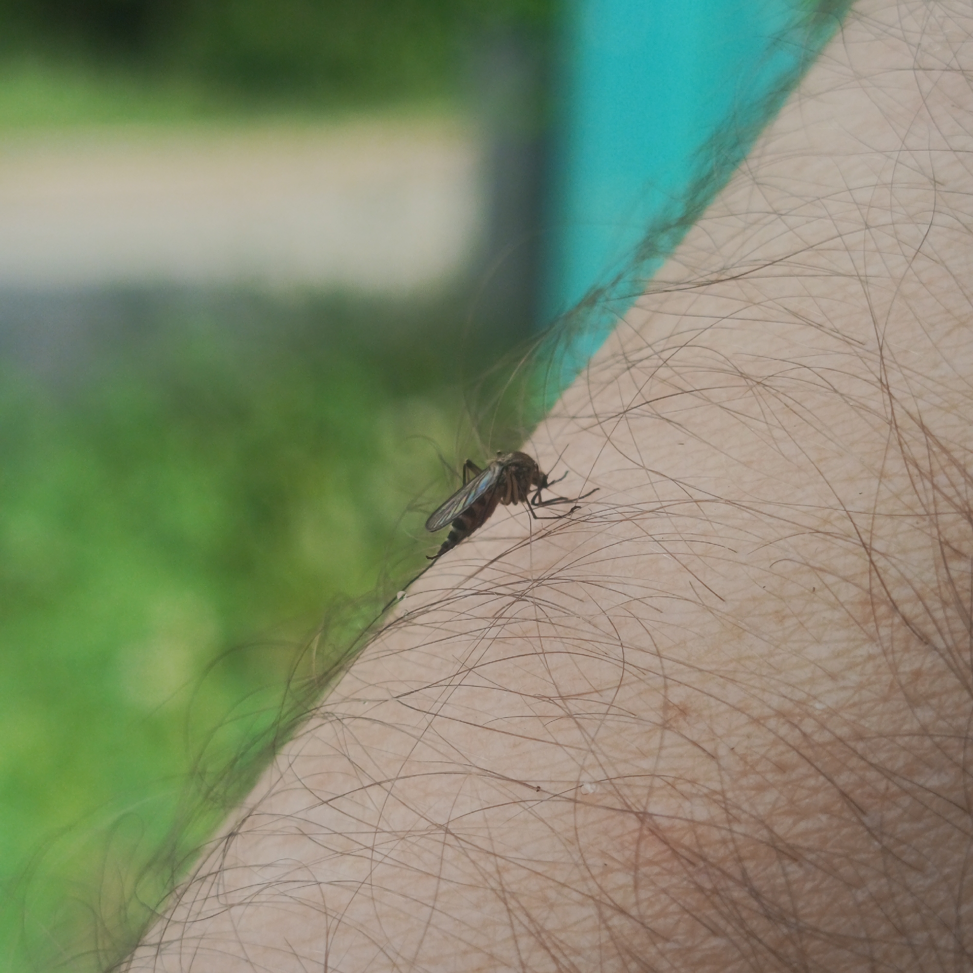 The image shows a mosquito on a hairy human arm. The mosquito is oriented towards the top of the frame. The background is a blurred mix of green and light blue, possibly vegetation and a wall. The location is undetermined.