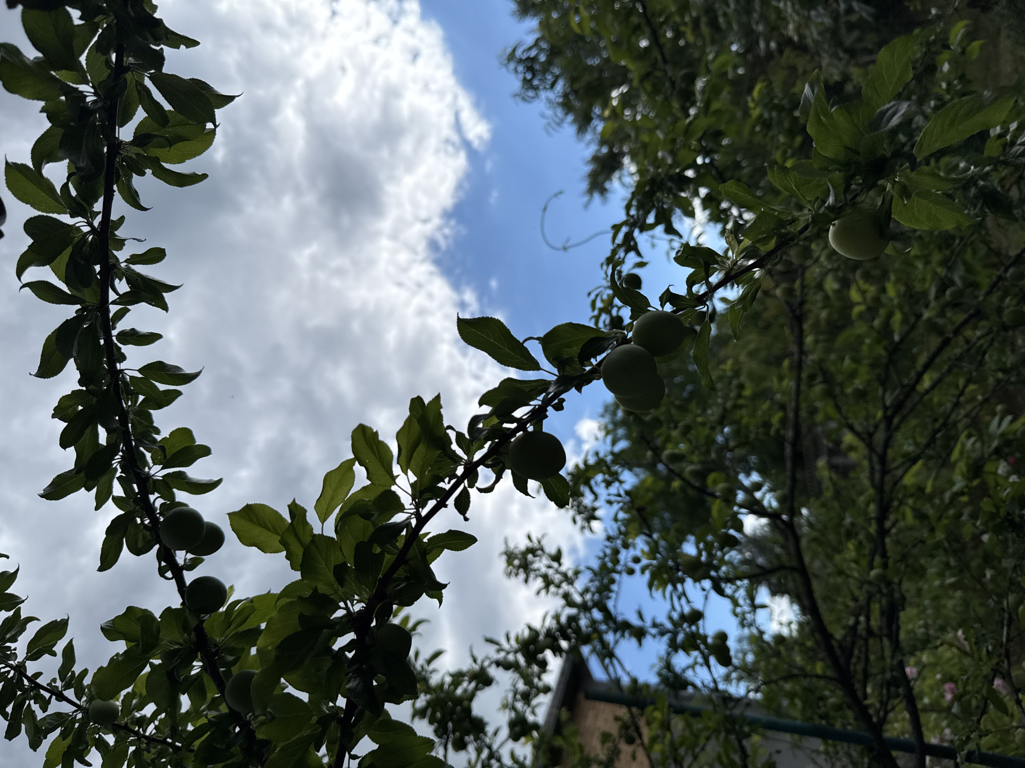 The image captures a close-up view of a plum tree against a backdrop of a partly cloudy sky. The branches, laden with dark green leaves and small, unripe plums, extend from the bottom left and upper right of the frame. The plums appear as small, round, greenish orbs. The sky displays patches of bright blue interspersed with fluffy white clouds, suggesting a daytime scene with dynamic weather. Sunlight filters through the leaves, creating some dappled light effects and silhouetting parts of the foliage.
The perspective is looking upwards, emphasizing the upward growth of the tree and the sky above. In the background, parts of a building with a tiled roof are faintly visible through the dense foliage, hinting at a residential setting. A thin, light-colored hose or cable runs horizontally across the lower right portion of the image. The overall mood is serene and natural, with a focus on the organic beauty of the tree and its fruit. The presence of the building and the hose suggests an outdoor, possibly garden or backyard, location. No text is visible in the image. The location context is Obukhivka, Ukraine, which aligns with a common agricultural and residential setting.