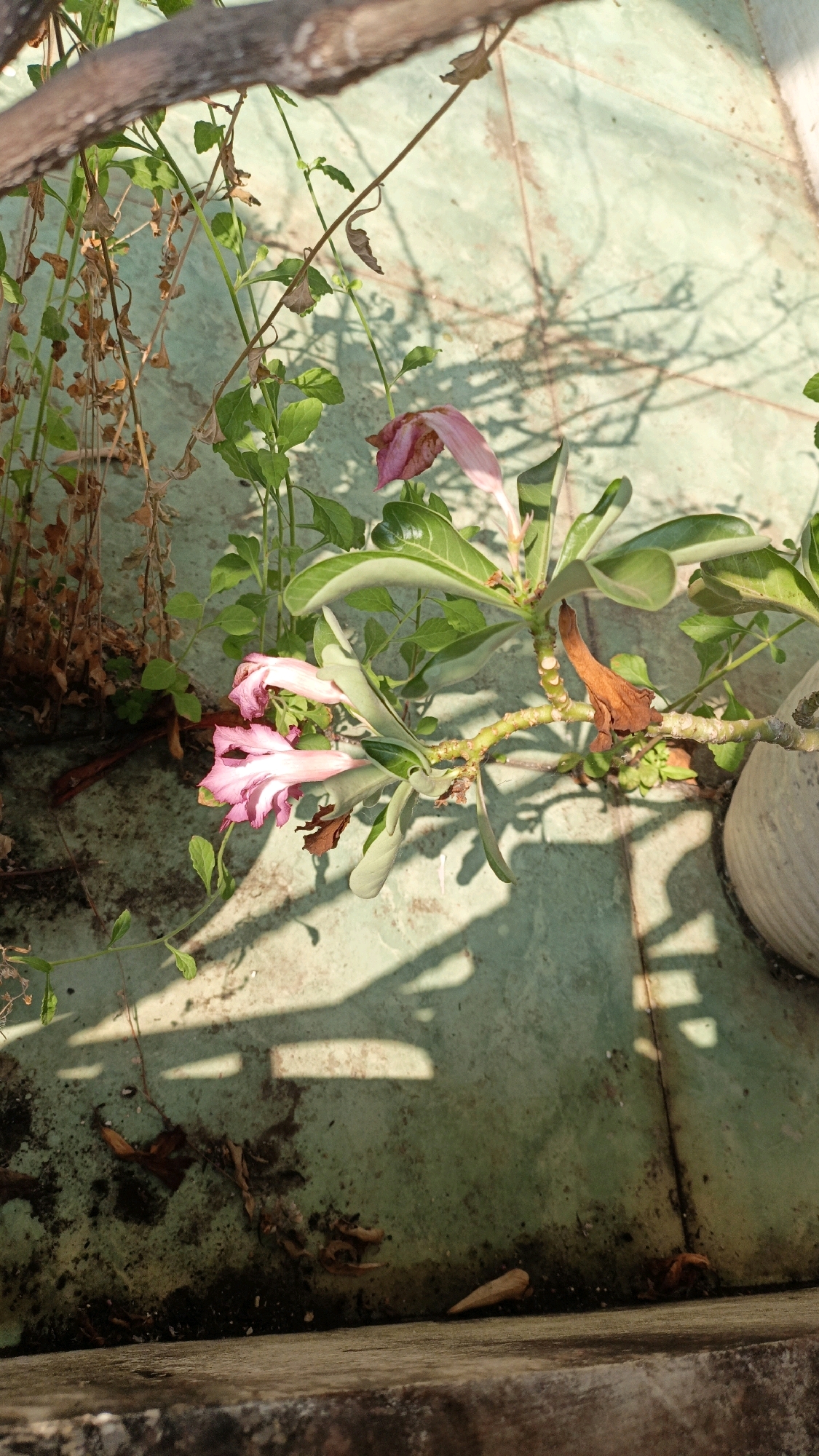 The image depicts a close-up, high-angle shot of desert rose flowers in bloom, with pale pink petals, on a weathered green tiled surface. The surface is marked with shadows cast by branches and sunlight, indicating an outdoor setting. Several dry leaves and organic debris are scattered on the tiles, suggesting neglect or natural decay. In the background, a blurred pot is visible. The scene is illuminated by natural light, casting sharp shadows. The location is identified as Cikal, Indonesia.