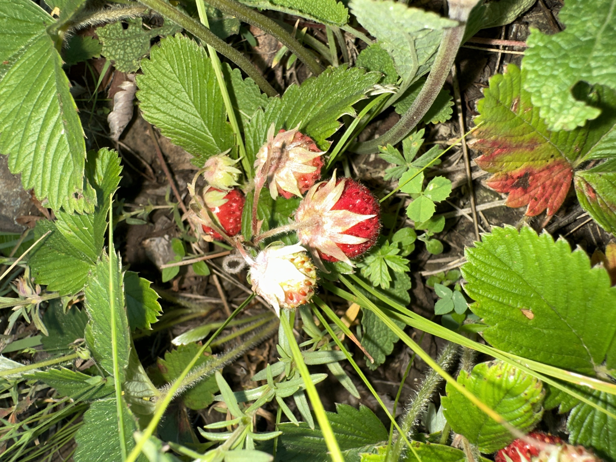 This is a close-up, eye-level shot of wild strawberries growing amongst green leaves and grass. The subjects are several small wild strawberries, some ripe and red, others still developing or slightly unripe with pale pink and white hues. The berries have visible seeds on their surface and prominent sepals. The surrounding foliage is lush and green, with some leaves showing reddish discoloration, suggesting a natural outdoor setting. The lighting suggests it could be daytime, possibly with dappled sunlight, as there are areas of both bright illumination and shadow. The overall scene conveys a sense of natural growth and the detail in the image highlights the textures of the leaves, stems, and berries. There is no visible text in the image.