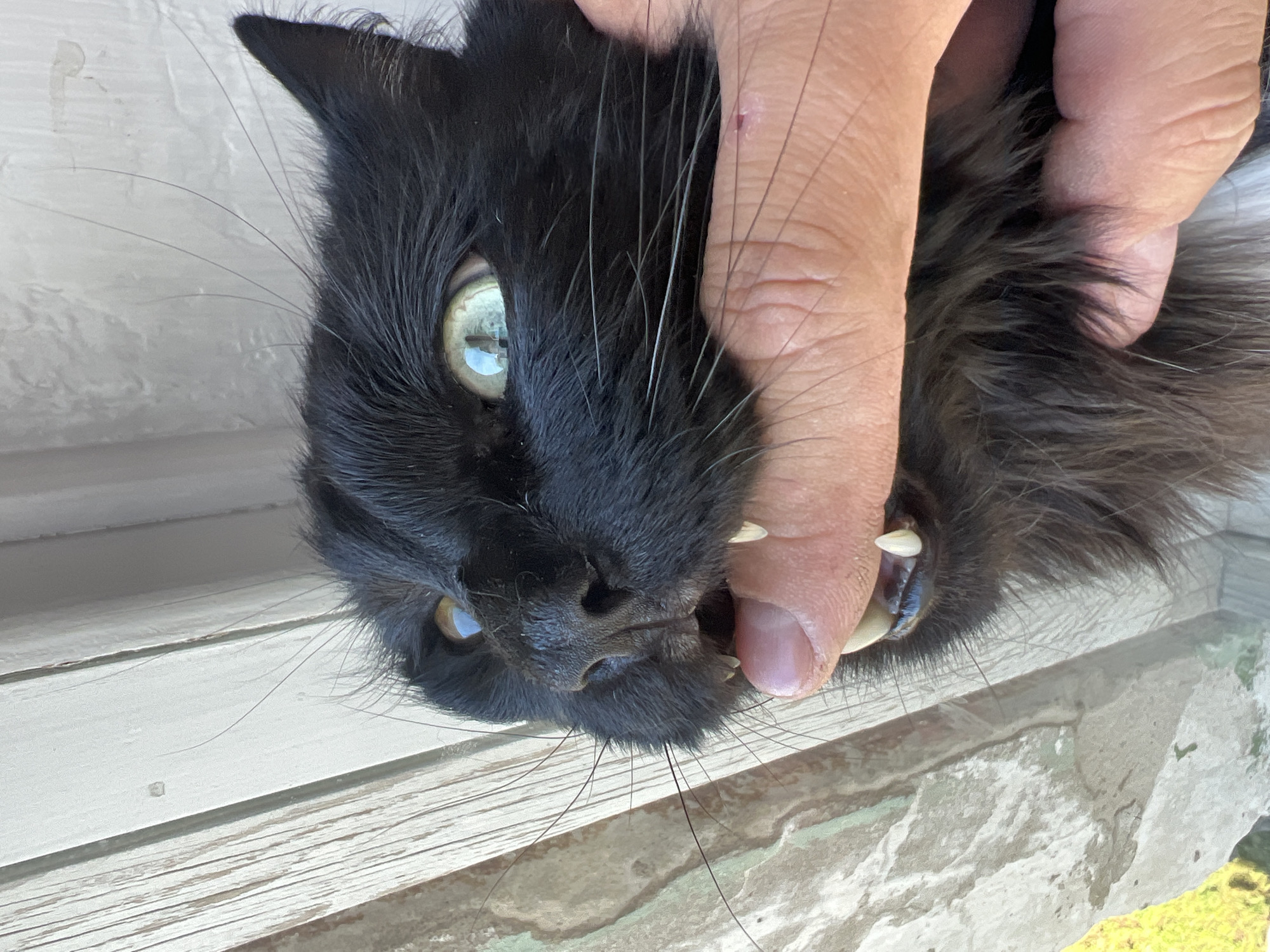 A close-up shot shows a black cat's head with a person's finger in its mouth. The cat's eyes are wide open and bright green, and its sharp teeth are visible. The cat is facing the camera, and its fur is black and somewhat disheveled. The background consists of a wooden surface with vertical planks and some lighter colored, textured material. The lighting suggests an outdoor environment. The image appears to be taken in Chaikovsky, Russia, but this specific detail is not visually verifiable from the image content.