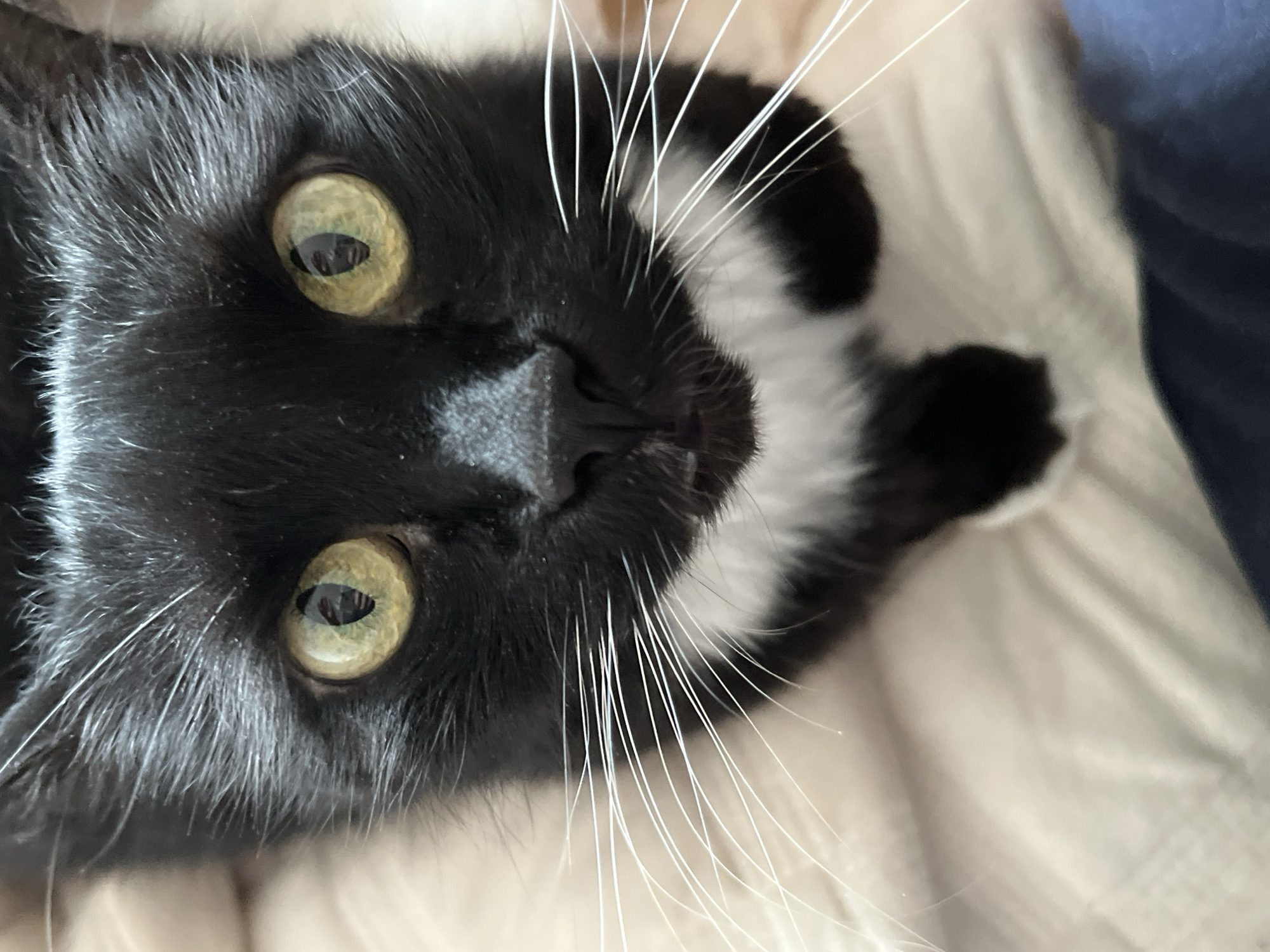 The image is a close-up, eye-level shot of a black and white cat's face. The cat has large, round, yellow-green eyes with dark pupils. Its fur is mostly black, with a white patch on its chest and a white chin. Long, white whiskers fan out from its muzzle. The cat's nose is black and appears slightly moist. The background is a soft, textured surface, likely a blanket or pillow, in a light beige color. There are no people or any identifiable landmarks that would indicate a specific location in Ivanteyevka, Russia. The focus is entirely on the cat's face.