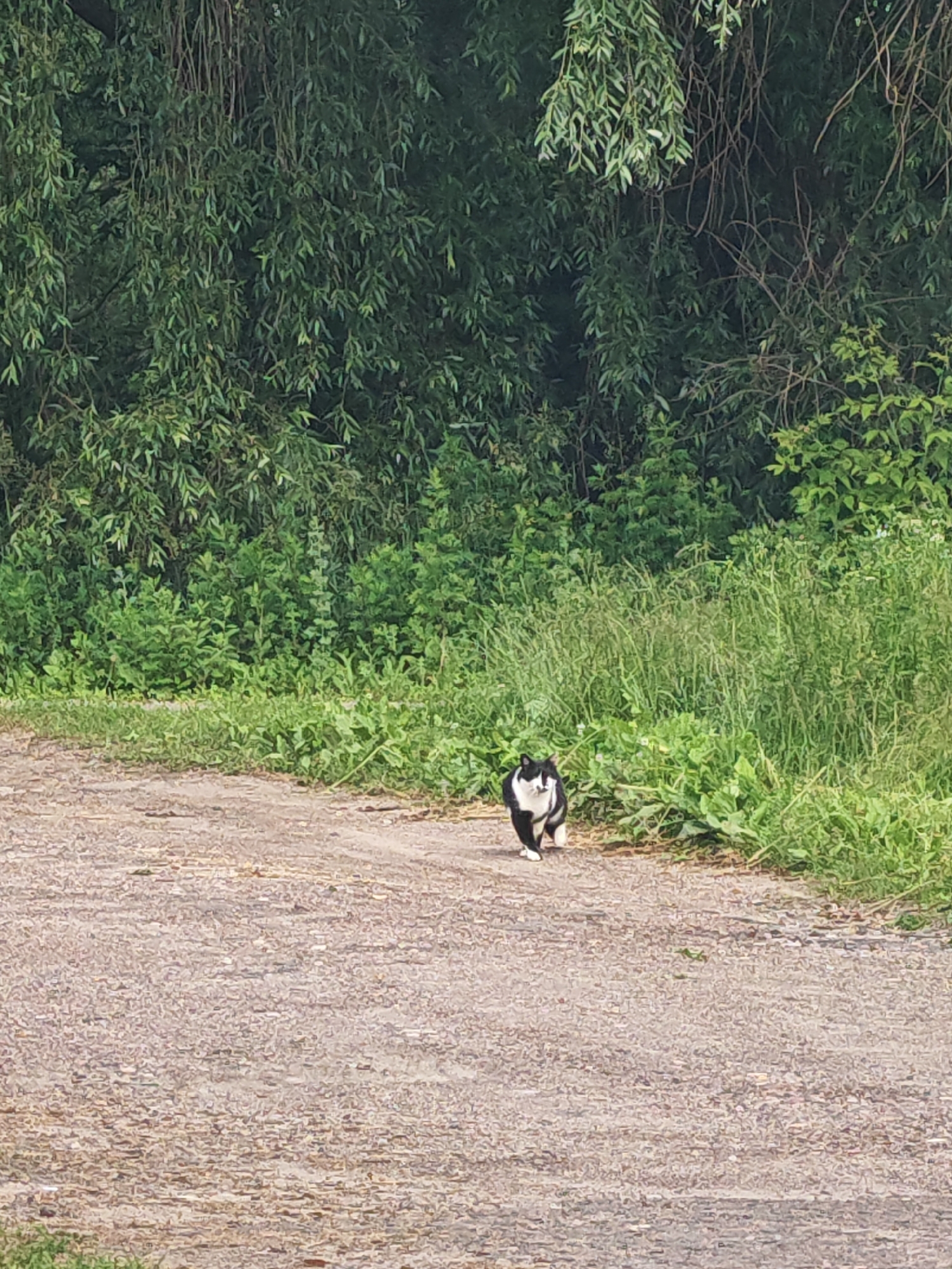 A black and white cat walks on a gravel path in front of a dense green vegetation line, likely in a rural or park area. The cat is positioned in the center of the frame, facing the camera. The background consists of lush trees and bushes. The path appears to be unpaved and somewhat uneven. The environment suggests a natural setting, possibly a park or rural road in the vicinity of Чонкаўскі сельскі Савет, Belarus.