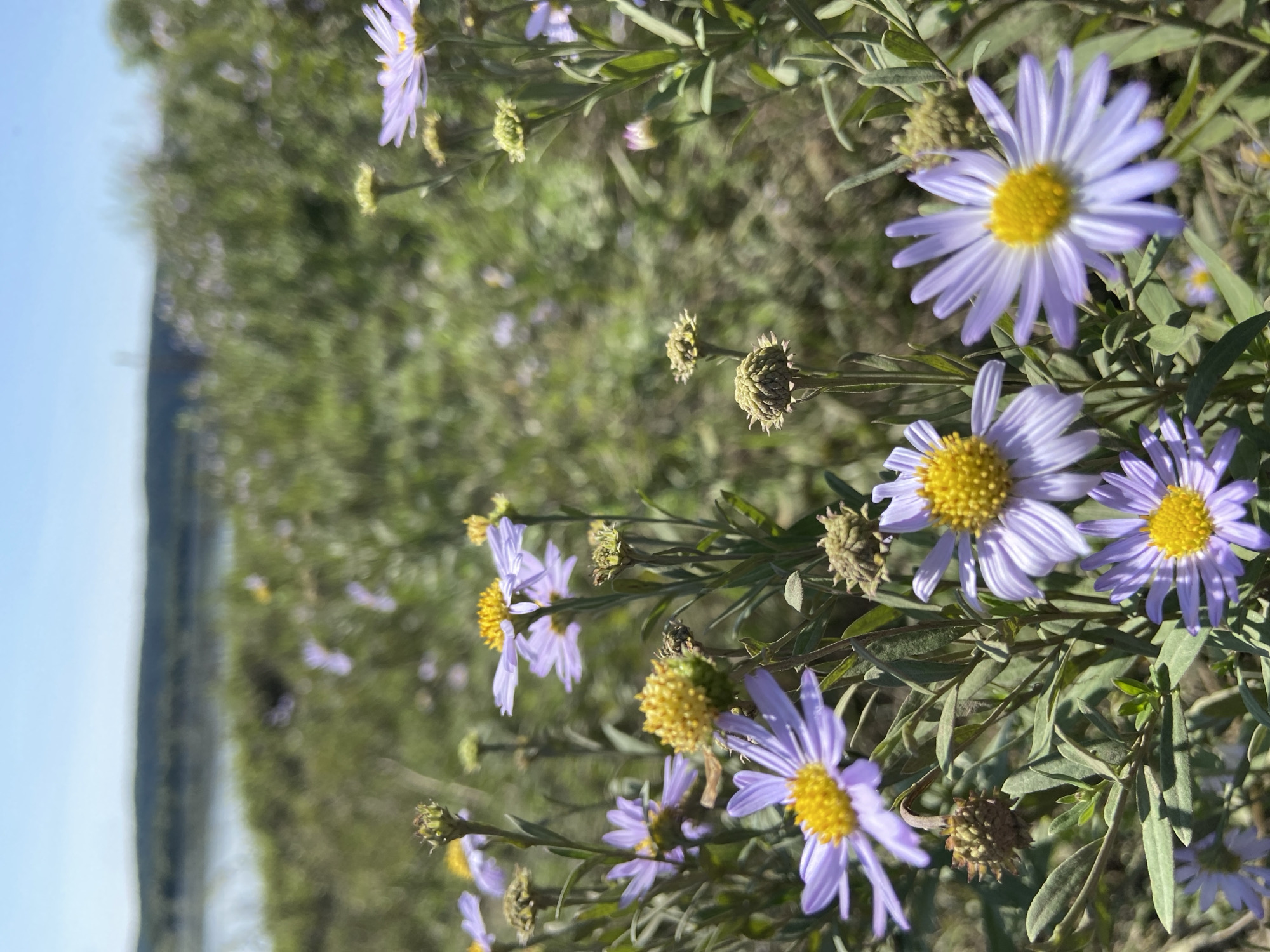 The image depicts a close-up view of several light purple aster flowers with bright yellow centers. The flowers are in focus in the foreground, with their delicate petals fanned out. Some of the asters are in full bloom, while others appear to be budding or have gone to seed, showing dried, spiky seed heads. The background is softly blurred, revealing a green, grassy landscape with more scattered purple flowers. In the distance, a body of water, possibly a lake or river, is visible, bordered by a tree-lined horizon under a clear blue sky. The scene suggests an outdoor natural setting, likely a meadow or a park area. There are no people or animals present in the image. The location is identified as Черняево, Russia.
