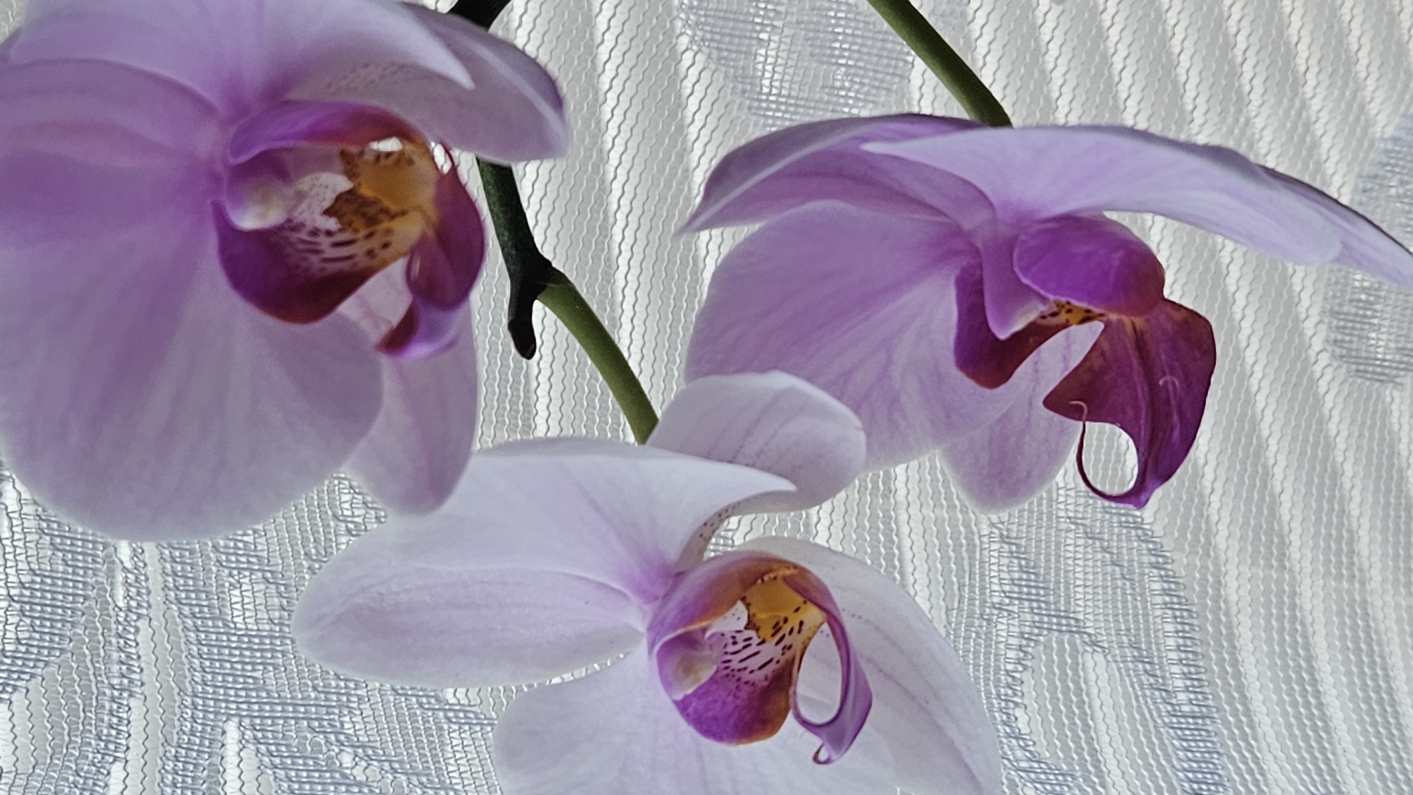 This is a close-up, vertical, eye-level shot of three light purple orchids against a textured, white background. The orchids are the primary subject, with detailed textures and colors visible in their petals and centers. The background appears to be a sheer fabric with a wavy, net-like pattern. The lighting is soft, highlighting the delicate nature of the flowers. There is no discernible location in Bratislava, Slovakia, evident in the image.