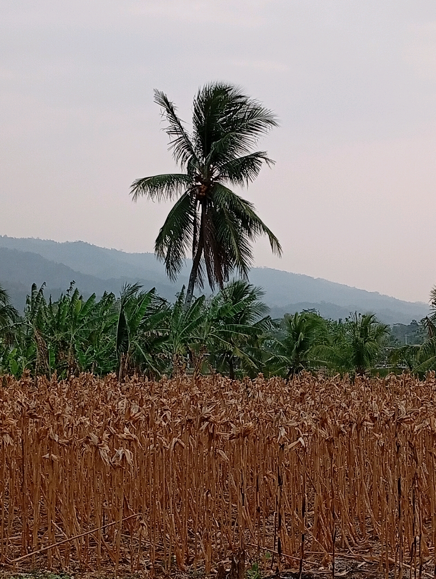 The image depicts a rural landscape in Brengkok, Indonesia, featuring a field of dried corn stalks in the foreground. Behind the cornfield, a lush green area of banana trees and coconut palms stands tall. In the background, a series of misty, layered hills stretch across the horizon under a pale, overcast sky. The scene is serene and appears to be captured during daylight hours. There are no people or animals visible in the image.