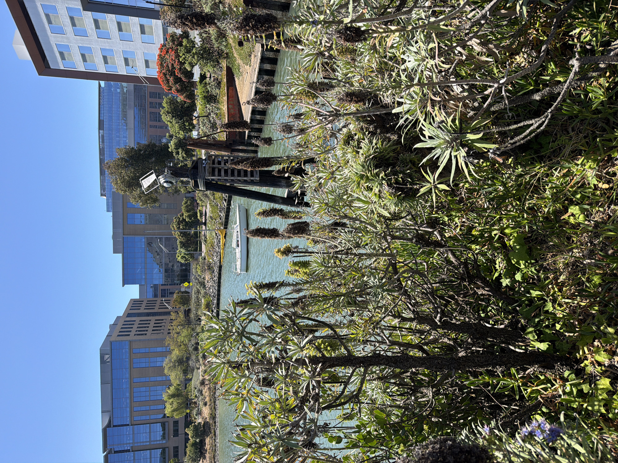 The image shows a bright, sunny day with a clear blue sky. The scene is an outdoor waterfront area with modern buildings and lush greenery in the foreground and middle ground. A body of water, possibly a bay or canal, is visible, reflecting the sky and surrounding structures. A white boat with a mast is anchored on the water.
The foreground is dominated by dense, dry-looking vegetation with tall, spiky flower stalks. Some of the plants appear to be silver-green with clusters of dark, dried seed heads. The overall impression of the vegetation is that it is somewhat unkempt or naturalized, contrasting with the orderly architecture in the background.
Behind the vegetation and water, a row of contemporary buildings rises. These buildings are multi-story structures with large glass windows and clean architectural lines, suggesting an urban or commercial setting. One building has a sign that appears to read "DOCUSIGN". The buildings are nestled amidst some trees, some of which have vibrant orange-red foliage, adding a splash of color to the scene.
The perspective is from a slightly elevated position, looking down and across the water and buildings. The lighting indicates it is daytime, likely mid-morning or afternoon, given the strong sunlight and clear shadows. The overall mood is serene and perhaps a bit tranquil, despite the presence of the urban development. The location appears to be a developed waterfront area in South San Francisco, USA, characterized by a blend of natural landscaping and modern architecture.