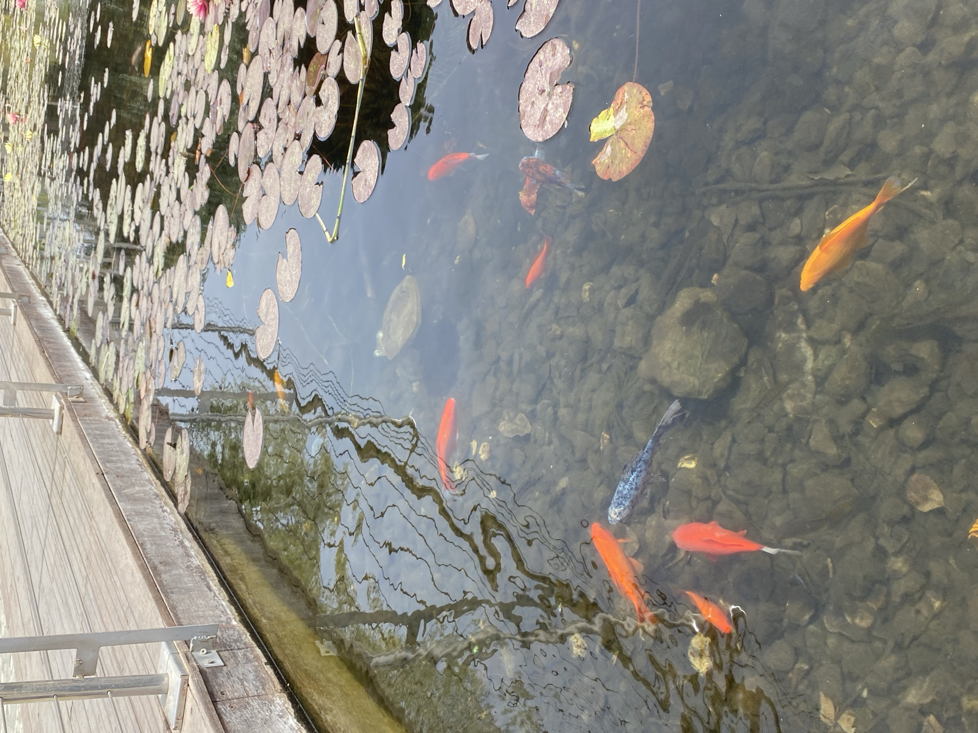 The image depicts a pond located in Kiryat Bialik, Israel. The water is relatively clear, allowing a view of the rocky bottom and several goldfish swimming within. Lily pads are visible on the surface of the water, particularly along the left side of the frame. A wooden walkway or deck is positioned along one edge of the pond, providing a vantage point for viewing the aquatic life. The scene suggests a peaceful and natural environment within an urban setting.