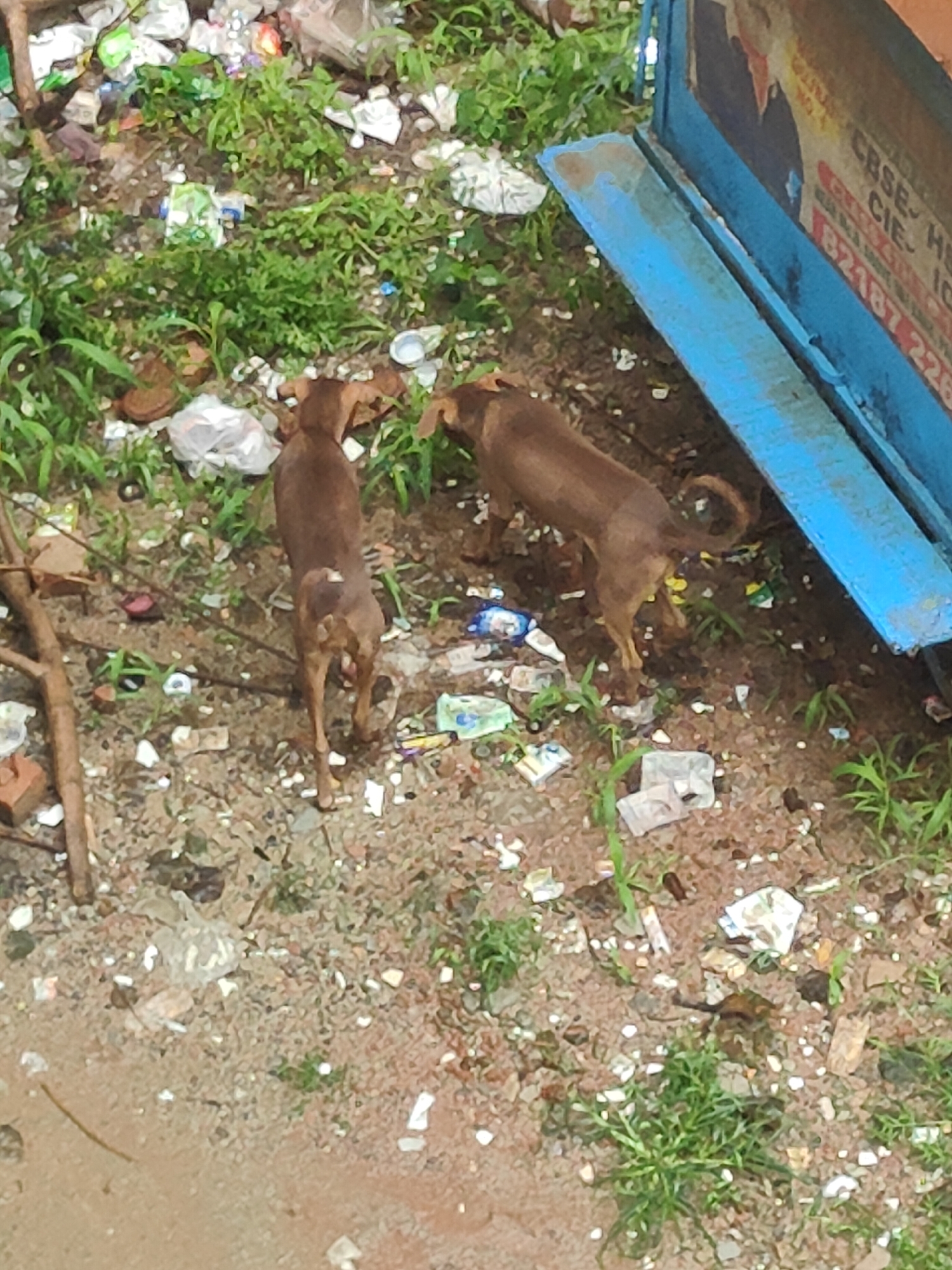 The image depicts an outdoor scene with two brown dogs in a littered environment, likely an urban area in Gurgaon, India. The ground is covered with dirt, debris, and various types of trash, including plastic wrappers, bottles, and other discarded items. Green grass and weeds are growing in patches throughout the area.
In the foreground, a dark brown dog is standing with its tail curled upwards and appears to be looking towards the right. Its back is to the camera. To the left of this dog, another dark brown dog is also facing away from the camera, with its body slightly angled. This dog's tail is also visible.
Behind the dogs, on the right side of the image, a blue metallic structure, possibly a dumpster or a vehicle component, is partially visible. Advertisements or notices are affixed to its surface, with some text legible, including "CBSE" and a red rectangular area with white numbers that appear to be a serial number or code. A wooden branch lies horizontally on the ground in the middle left of the frame.
The overall impression is one of neglect and unhygienic conditions, common in some public spaces within Indian cities.