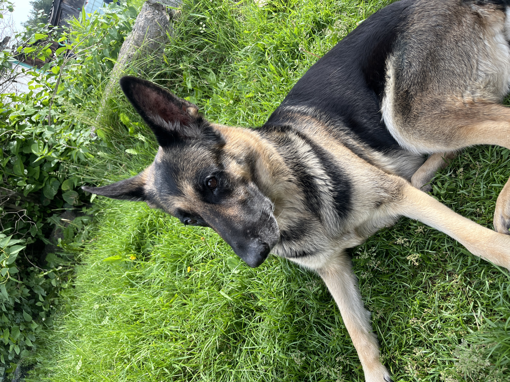 A German Shepherd dog is lying in lush green grass in what appears to be a rural or suburban backyard setting. The dog is looking to the left of the frame with its ears perked up. In the background, there is dense green foliage, a large log, and the corner of a wooden structure, possibly a shed or house. The lighting suggests it is daytime. There are no people or other animals visible in the image. The specific location in Nizhny Tagil, Russia cannot be determined from the visual information provided.