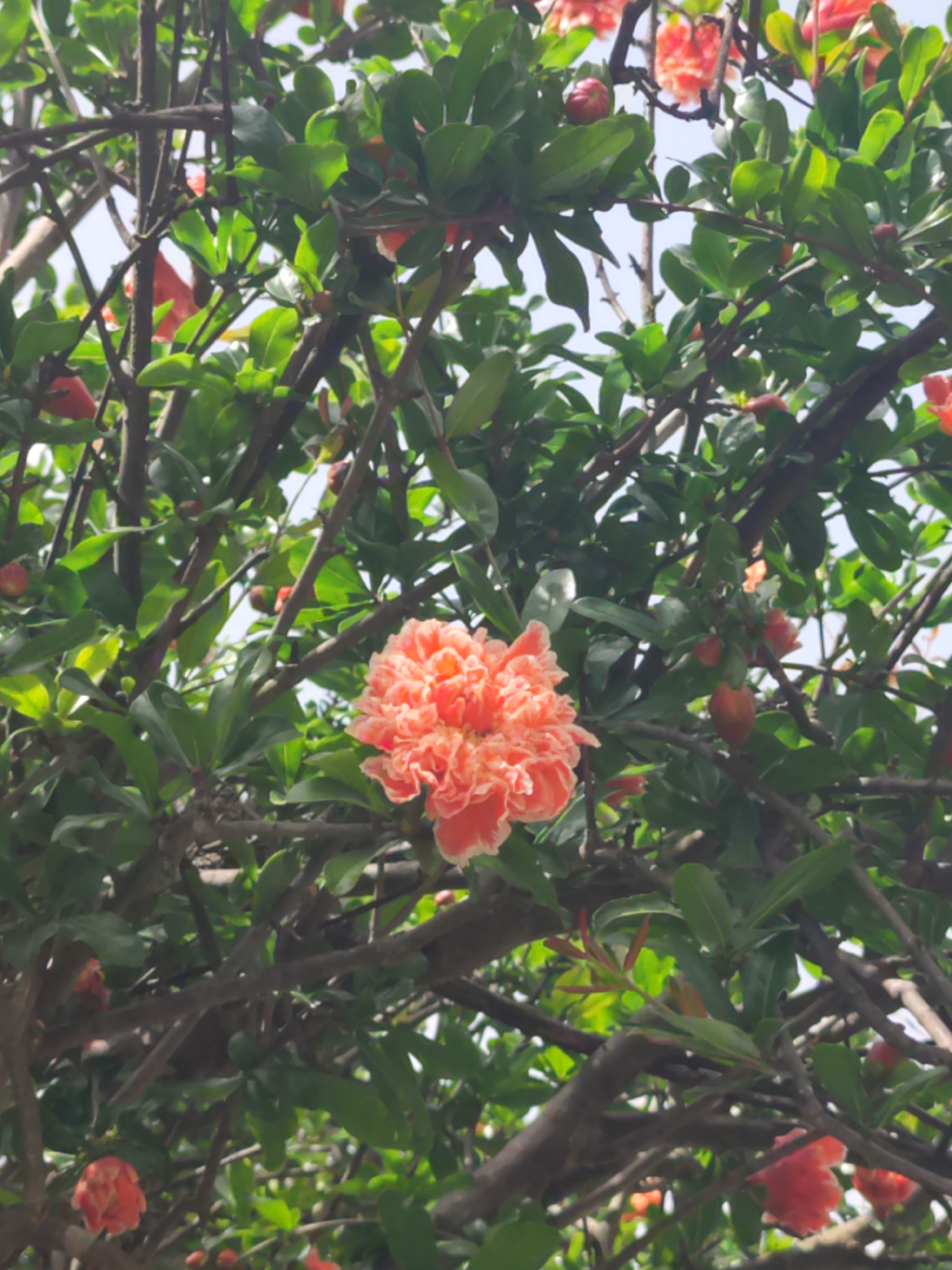 The image captures a vibrant close-up of a blooming pomegranate plant, likely a tree or bush, set against a bright, clear sky. The central focus is a large, double-petaled flower, showcasing a striking blend of orange and pink hues with subtly ruffled, lighter-colored edges. This prominent bloom is surrounded by numerous smaller, reddish-orange flower buds and partially opened flowers, indicating the plant is in full bloom.
The plant features an abundance of small, oval-shaped, bright green leaves, densely packed on dark, woody branches that crisscross throughout the frame. Glimpses of a light blue sky are visible between the foliage, suggesting an outdoor setting on a sunny day with clear weather.
There are no people or man-made objects present, emphasizing the natural beauty of the plant. The scene evokes a sense of natural growth and the vitality of a plant flourishing in a warm climate, consistent with the provided location context of Lisbon, Portugal. No text is visible in the media file.