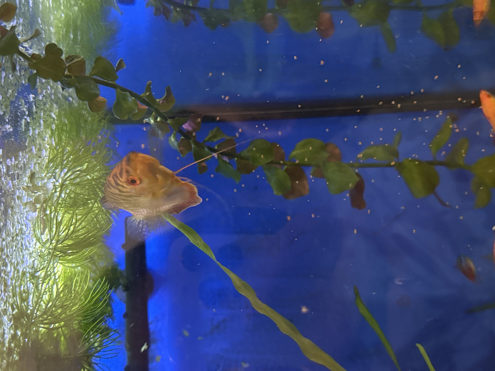 An orange and brown striped discus fish is swimming in a freshwater aquarium. The fish is facing left, with its mouth open. Its eye is a bright orange. The fish is surrounded by green aquatic plants, some of which are floating at the top of the tank. The background is a deep blue. The image appears to have been taken in the city of Mikhaylovsk, Russia.