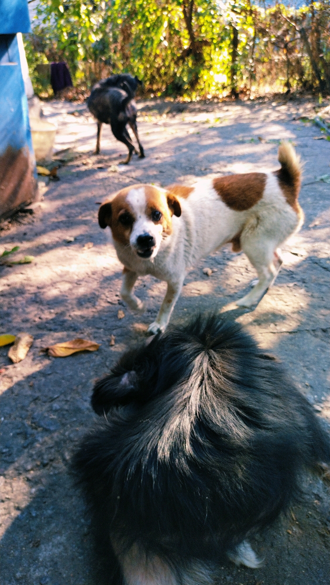The image depicts an outdoor scene with three dogs. In the foreground, a fluffy dark-haired dog is partially visible, with its back to the camera. Behind it, a white and brown dog is standing and looking towards the camera with its mouth open. Further in the background, a black dog is standing with its back turned, facing away from the viewer. The environment appears to be an unpaved area with some vegetation in the background. The lighting suggests it is daytime, possibly with sunlight filtering through trees. The location of Horishni Plavni, Ukraine, is mentioned, but there are no specific visual cues in the image to confirm this location.