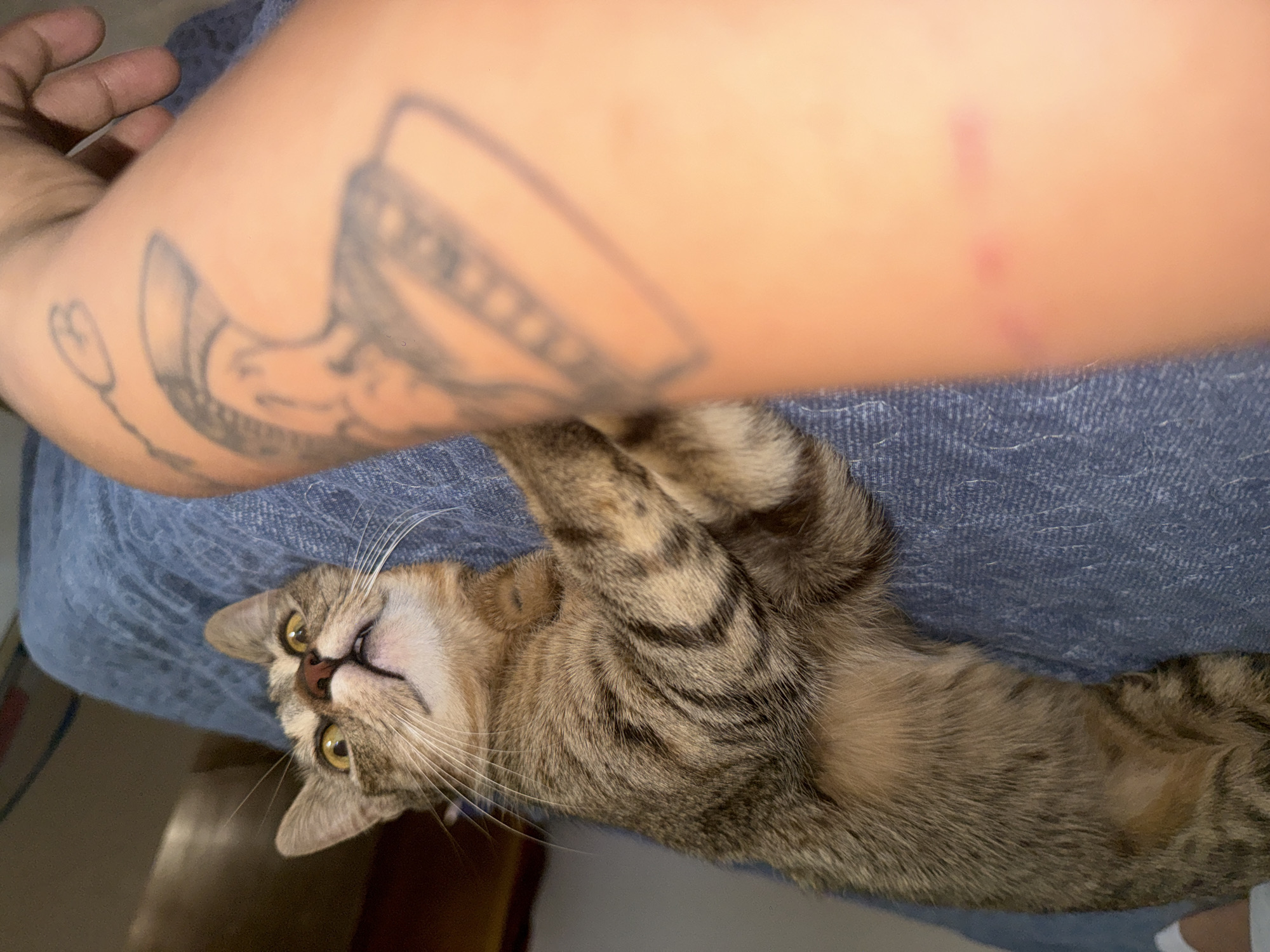 A domestic shorthair cat with tabby markings is lying on a blue denim surface, with its body stretched out and paws extended upwards. The cat has yellow eyes and white whiskers. In the upper portion of the image, a person's arm is visible, resting on the denim. The arm has several tattoos, including what appears to be a horseshoe and a stylized heart shape. The lighting suggests it could be daytime indoors. The overall mood is relaxed and intimate, with the cat comfortable in the person's presence. The image is oriented sideways.