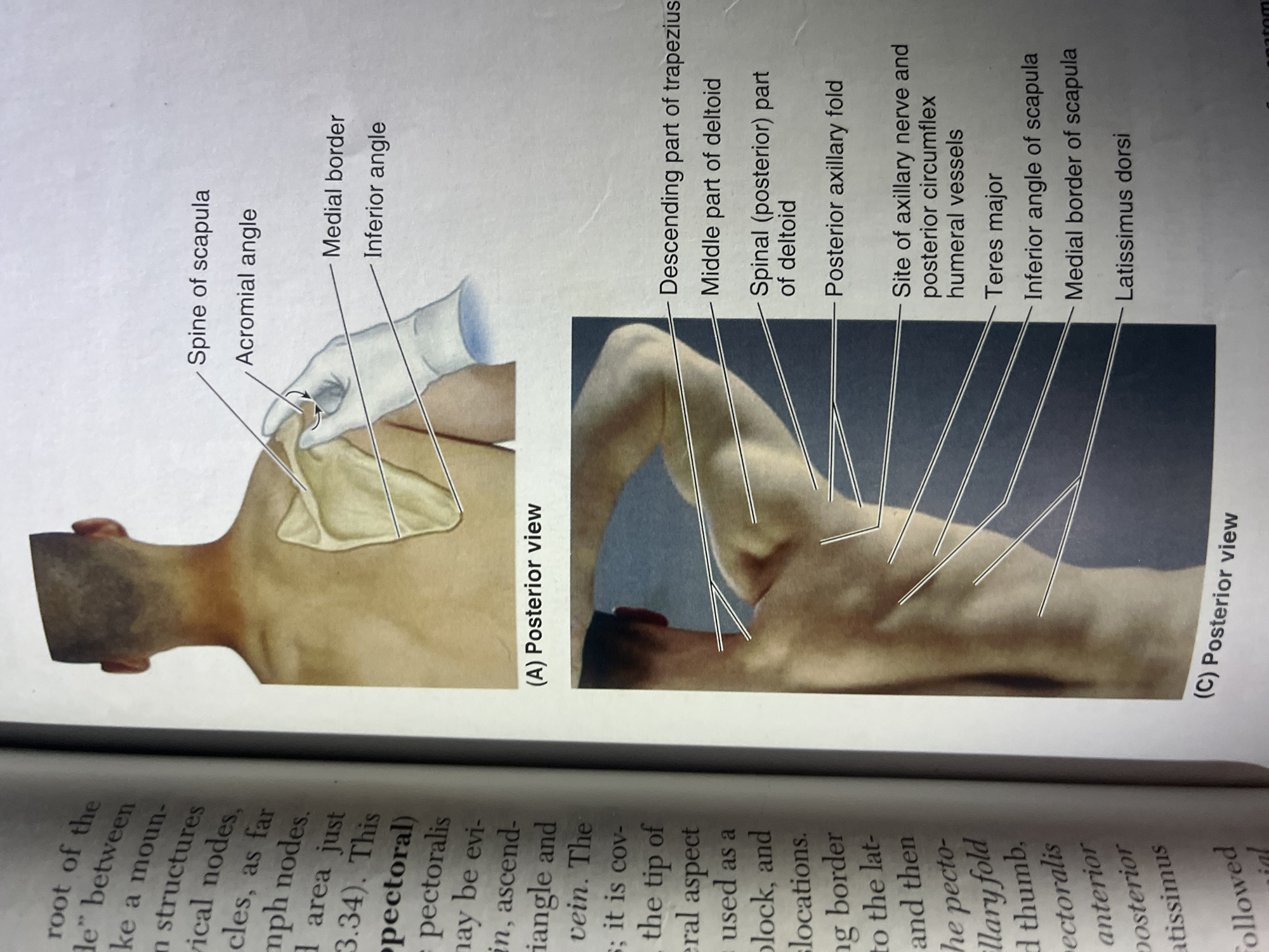 The image displays two anatomical illustrations of the posterior view of a human shoulder and upper back. The top illustration, labeled (A), highlights the scapula and surrounding structures, with labels pointing to the "Spine of scapula," "Acromial angle," "Medial border," and "Inferior angle." A gloved hand is shown palpating the area. The bottom illustration, labeled (C), focuses on the musculature of the upper back and shoulder, with labels indicating the "Descending part of trapezius," "Middle part of deltoid," "Spinal (posterior) part of deltoid," "Posterior axillary fold," "Site of axillary nerve and posterior circumflex humeral vessels," "Teres major," "Inferior angle of scapula," "Medial border of scapula," and "Latissimus dorsi." The surrounding text on the left side appears to be from a medical textbook discussing anatomical landmarks. There is no information or visual context to suggest a location in Jalingo, Nigeria.