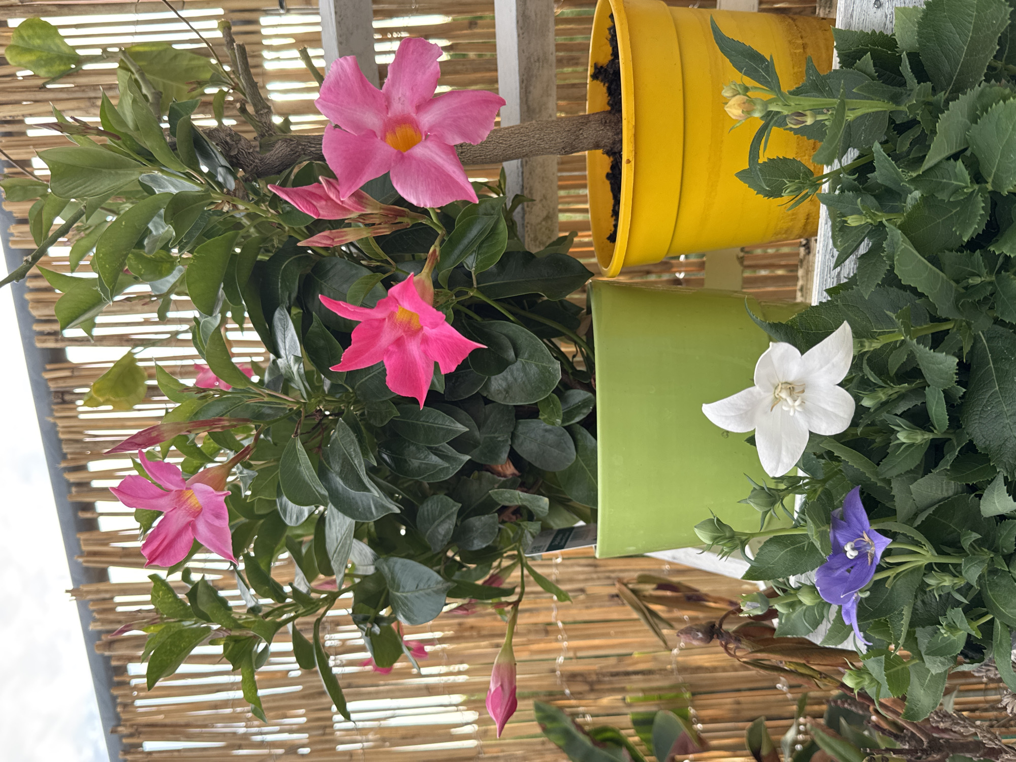 A close-up, eye-level, vertical shot shows a collection of potted plants on a wooden shelf, with a bamboo fence and cloudy sky in the background. The plants, arranged in the foreground and mid-ground, include flowering plants in bright pink, white, and purple hues, as well as green foliage and buds. Two larger potted plants are prominent: one in a bright green pot and another in a vibrant yellow pot, both containing pink flowers. To the left and center foreground, smaller potted plants with purple and white flowers are visible. The scene appears to be outdoors, possibly a balcony or garden. The overall impression is one of lushness and vibrant color. The image was taken in Wettstetten, Germany.