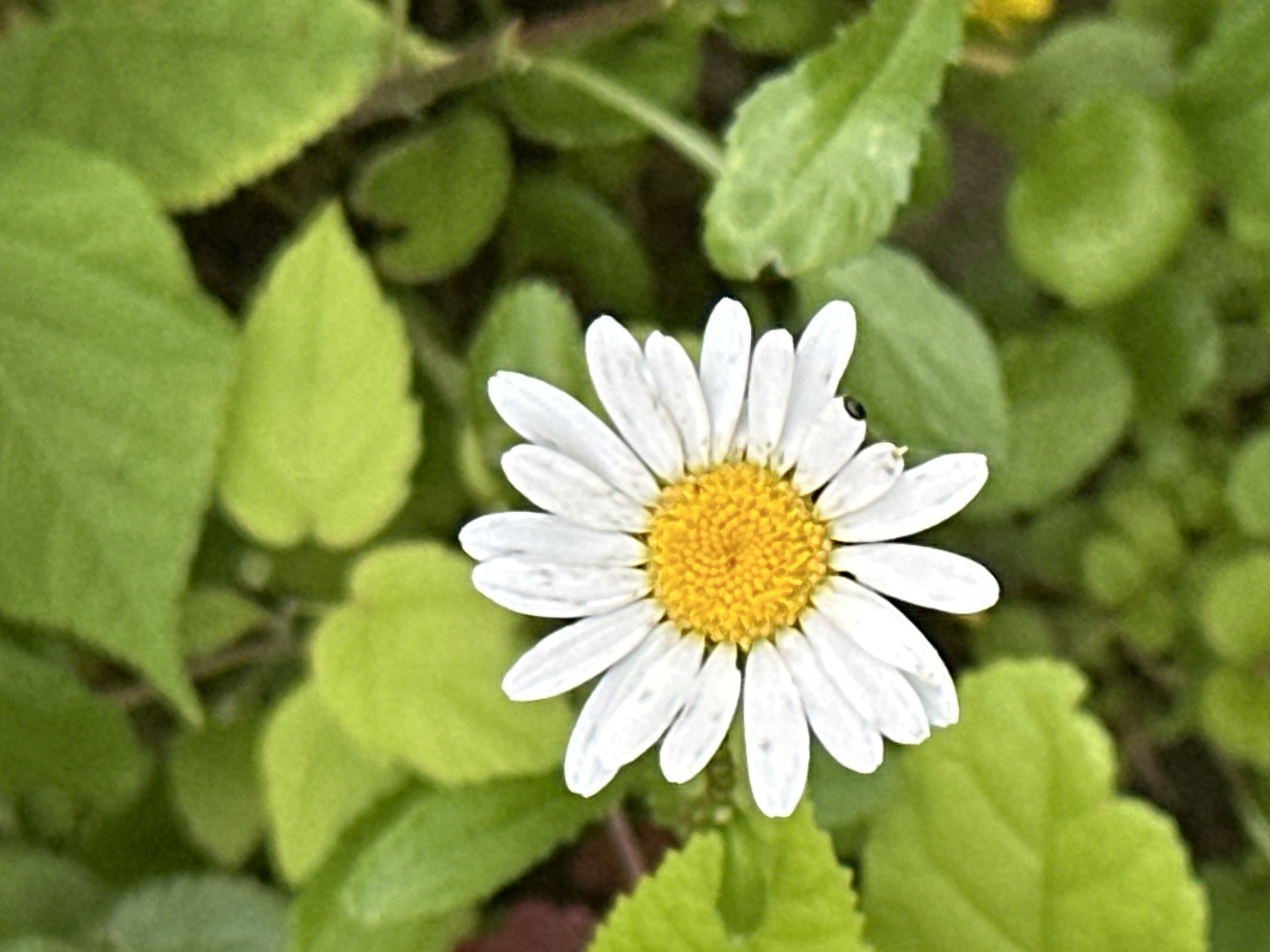 This media file captures a close-up, top-down view of a single white daisy with a yellow center, set against a blurred background of vibrant green leaves. A small black insect, possibly a fly, is visible on one of the white petals. The lighting suggests it could be daytime, with natural light illuminating the flower and its surroundings. The soft focus on the background and leaves emphasizes the daisy as the primary subject. The image evokes a sense of nature and simplicity, focusing on the delicate details of the flower and the subtle presence of insect life. No text is visible in the image. Given the location context of Podolsk, Russia, this scene likely depicts a garden or natural area in the region during a season when daisies and lush greenery are abundant.