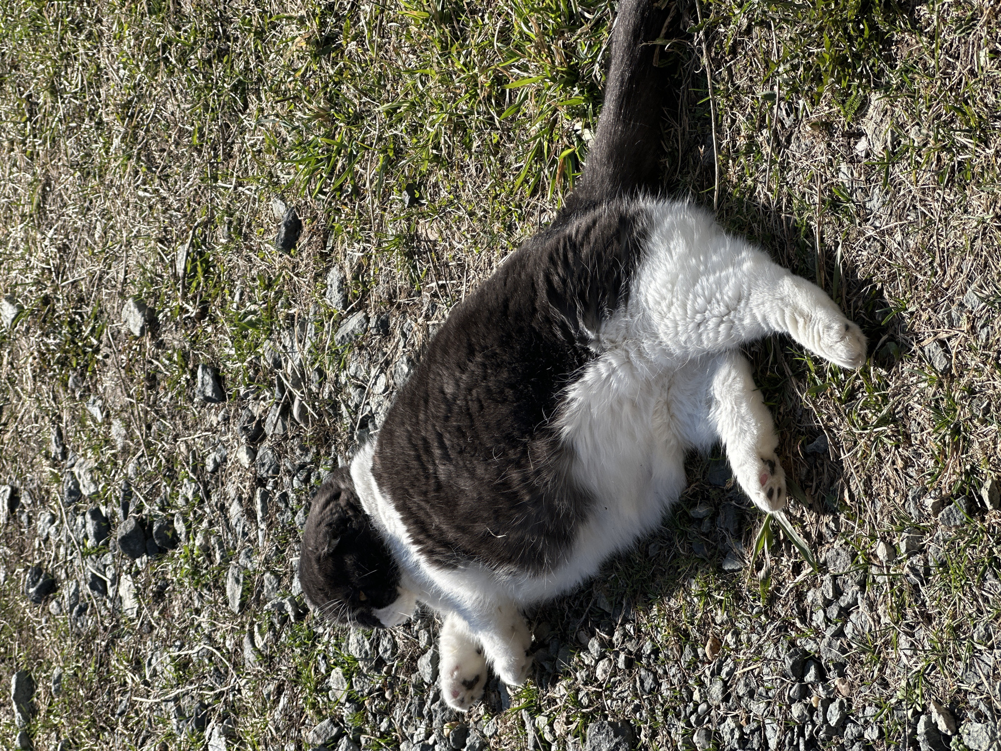 A black and white cat is depicted lying on its back, stretched out comfortably on the ground, exposing its white belly. The cat has a fluffy coat, with dark grey or black fur on its back and head, and white fur covering its underside and paws. Its front paws are slightly bent, and its rear paws are extended. The ground beneath the cat is a mixture of dry, light-colored grass, scattered patches of green grass, and numerous small, angular grey and brown stones or gravel. The scene is brightly lit by direct sunlight, casting distinct shadows and indicating a clear daytime. The overall impression is one of a relaxed cat enjoying the sun in an outdoor, possibly unkempt grassy and rocky area. No text is visible in the image.