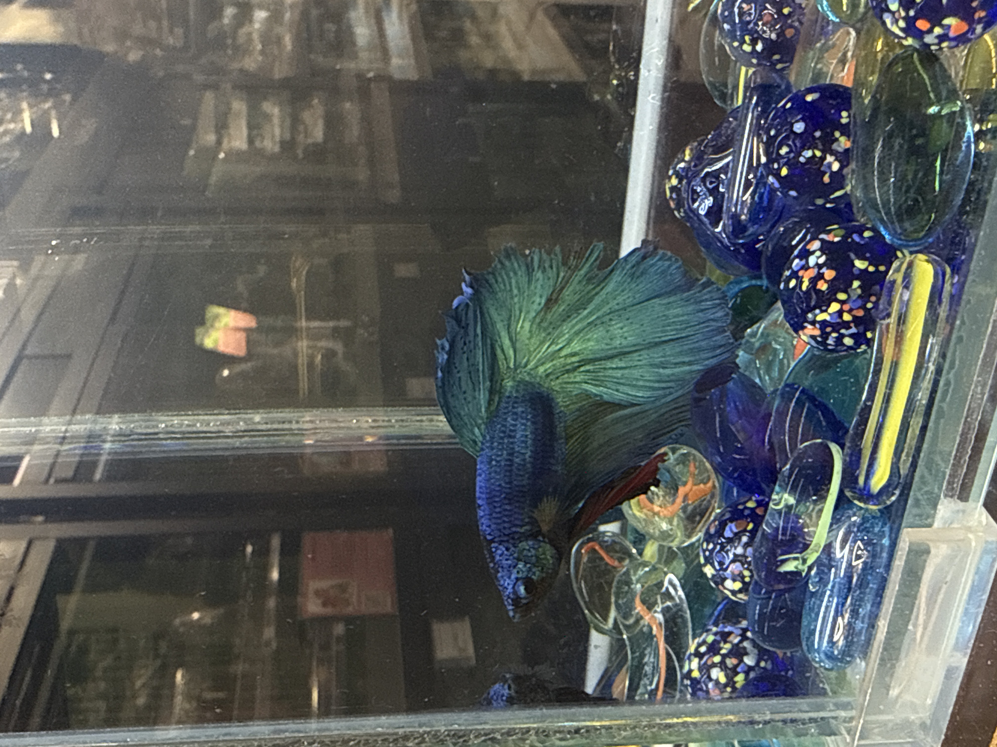 An overhead shot captures a vibrant blue and green betta fish within a glass aquarium, likely situated in an indoor setting such as a pet store or home in Moscow, Russia. The fish, prominent in the left half of the frame, displays flowing, ruffled fins that transition from deep blue near its body to an iridescent teal and emerald green, with hints of red or orange along the edge of some fins. Its body is a rich blue with visible scales.
Along the right side of the tank, a collection of decorative glass pebbles and marbles adds color. These include smooth, oval-shaped pieces in various shades of blue and clear glass, as well as distinct rounder marbles with a dark blue base speckled with bright yellow, orange, and white dots. A few elongated yellow and green glass pieces are also visible among the arrangement, which appears to be vertically oriented.
The background, visible through the water and reflections on the tank glass, is dark and indistinct, showing blurred shapes and light reflections that suggest shelves, other tanks, or room elements. One reflection in the bottom left appears to show a small, rectangular object with reddish-orange and yellow colors, possibly a label or distant item. There is no visible text in the image. The scene is brightly lit, likely by indoor artificial lighting.