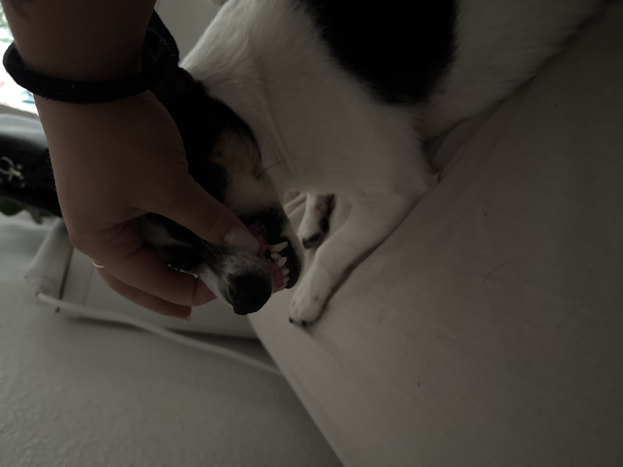 A hand is holding a small black and white dog's snout, causing it to bare its teeth. The dog appears to be on a light-colored surface, possibly a bed or couch. The background is out of focus, but suggests an indoor environment. There is no information about the location in Schopfheim, Germany.