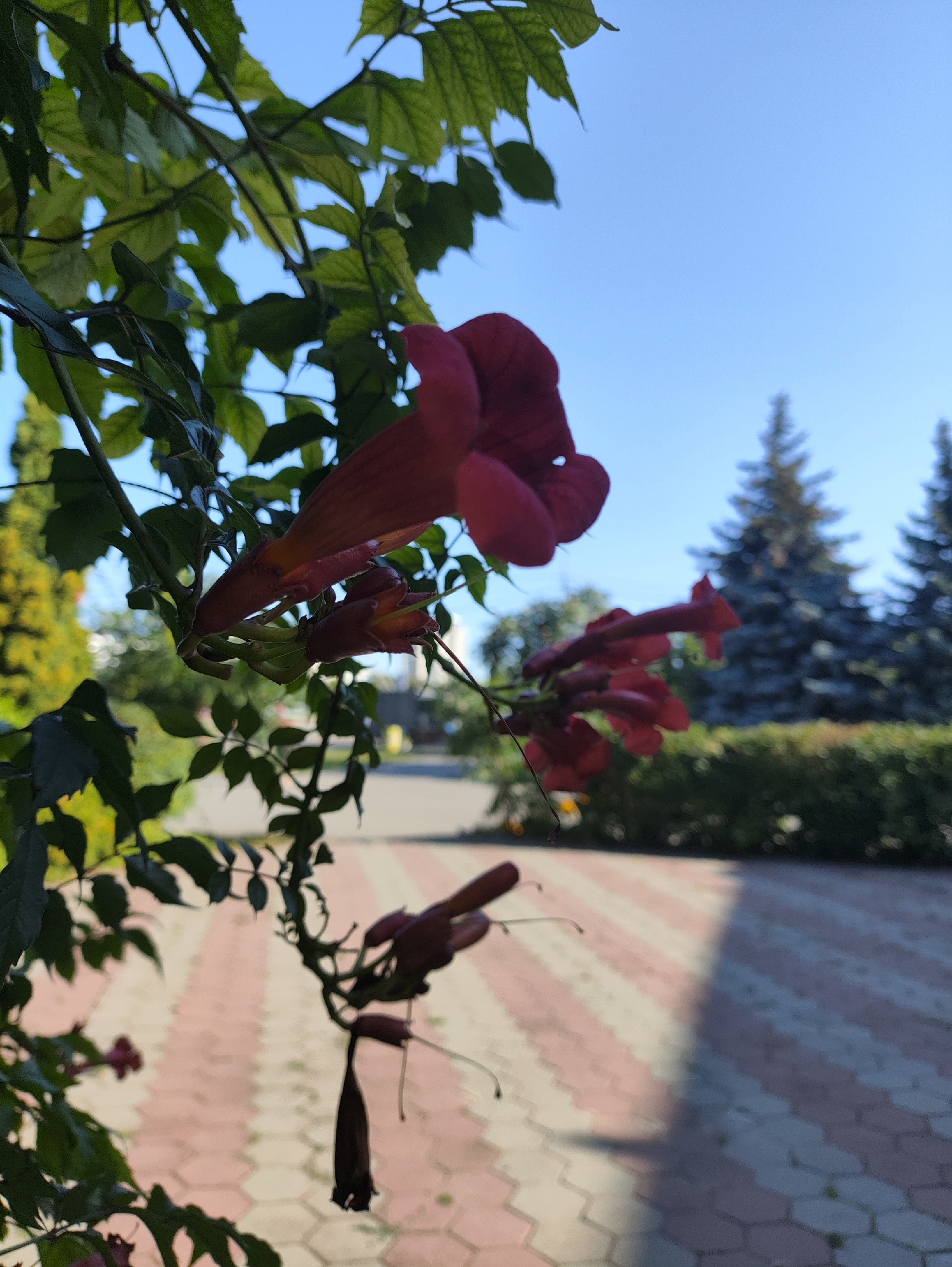 This close-up, eye-level, outdoor photograph captures a cluster of trumpet-shaped, deep red flowers and green leaves in the foreground, silhouetted against a bright blue sky. In the background, out of focus, a paved walkway with a pattern of beige and pink hexagonal tiles is visible, alongside a neatly trimmed green hedge. Beyond the hedge, two large, dark green coniferous trees stand tall, with more foliage and a yellow-green tree to their left. The scene appears to be in a park or public garden in Kharkiv, Ukraine, given the architectural and horticultural styles. No people are present in the image.