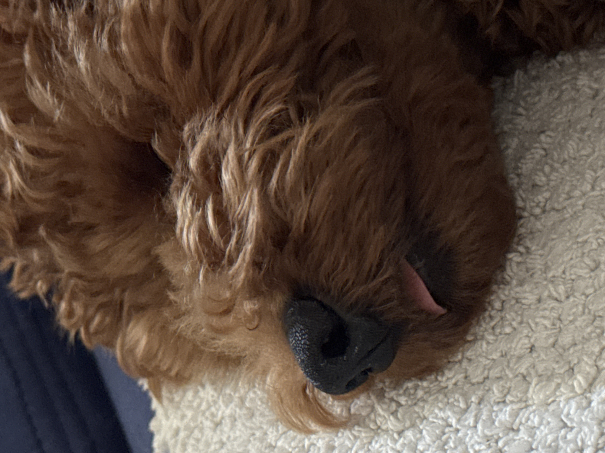 The image displays a close-up, side profile view of a domestic animal, consistent with a dog of a poodle or doodle breed, sleeping or at rest. The subject's fur is dense, curly, and predominantly reddish-brown, obscuring its eyes and most of its face. A prominent black, textured nose is visible towards the left side of the frame, with a small pink tongue slightly extended from the mouth below it. The animal is situated on a white or light-cream terry cloth-like fabric, which occupies the lower and left portions of the background. A blurred, dark blue fabric element is present in the upper left corner of the frame. No other objects or subjects are visible. The scene suggests an indoor, relaxed environment.