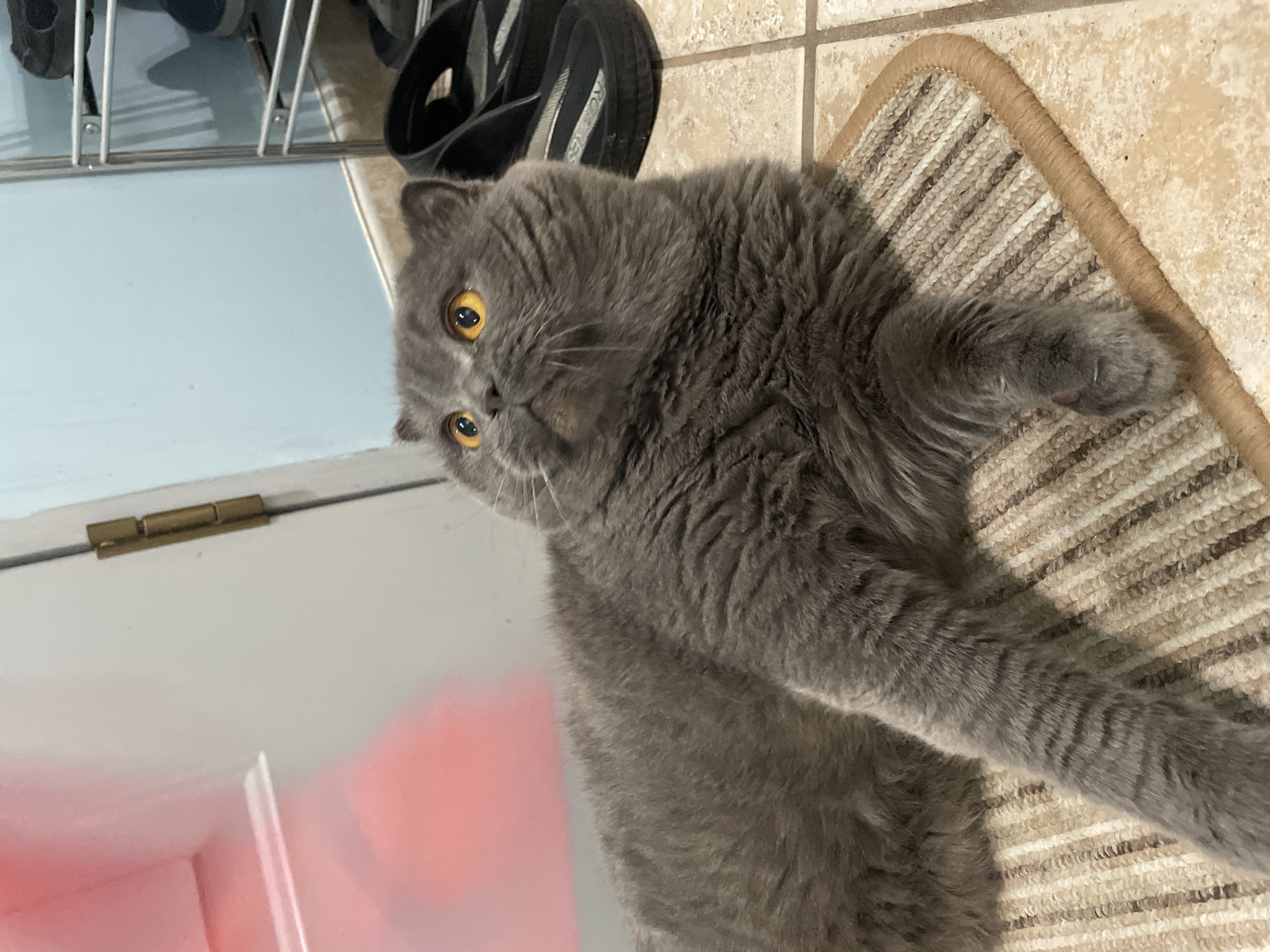 A gray Scottish Fold cat with bright orange eyes is lying on a striped rug in an indoor setting. The cat is positioned on its side, with its front paws extended. Behind the cat, to the right, is a pair of black flip-flops. Further in the background, a metal shoe rack with several pairs of shoes is visible. To the left of the cat, a white door with a brass hinge is partially visible, and a pink object is reflected on the door's surface. The floor is tiled. The lighting suggests it is daytime, and the scene appears to be in a residential area.