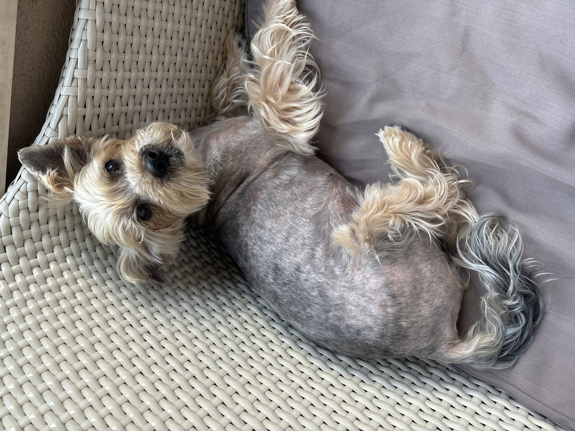 A Yorkshire Terrier dog is lying on a grey cushion next to a white woven chair. The dog is partially shaved, with its grey and tan fur visible. Its tail is curled over its back. The dog's head is turned towards the camera, and it is looking directly at the viewer. The background consists of the woven texture of the chair and a darker surface behind it. The image is taken from a high angle. The location is not identifiable from the image itself.