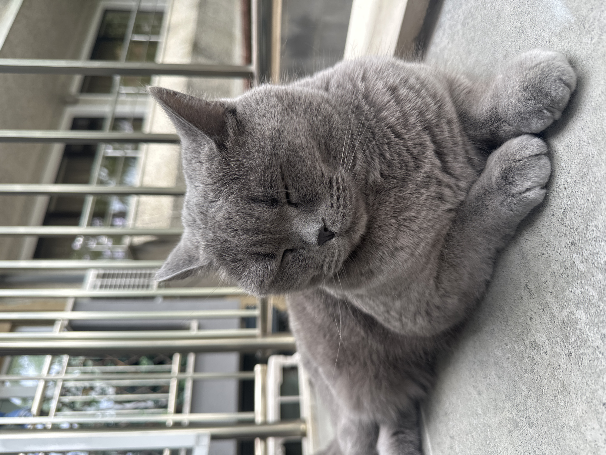 A grey British Shorthair cat is lying down with its eyes closed on a concrete surface. The cat's paws are crossed in front of it. In the background, there is a metal railing and a building. The scene is likely outdoors, possibly on a balcony or patio. The image does not provide any specific information about the city of Varna, Bulgaria.