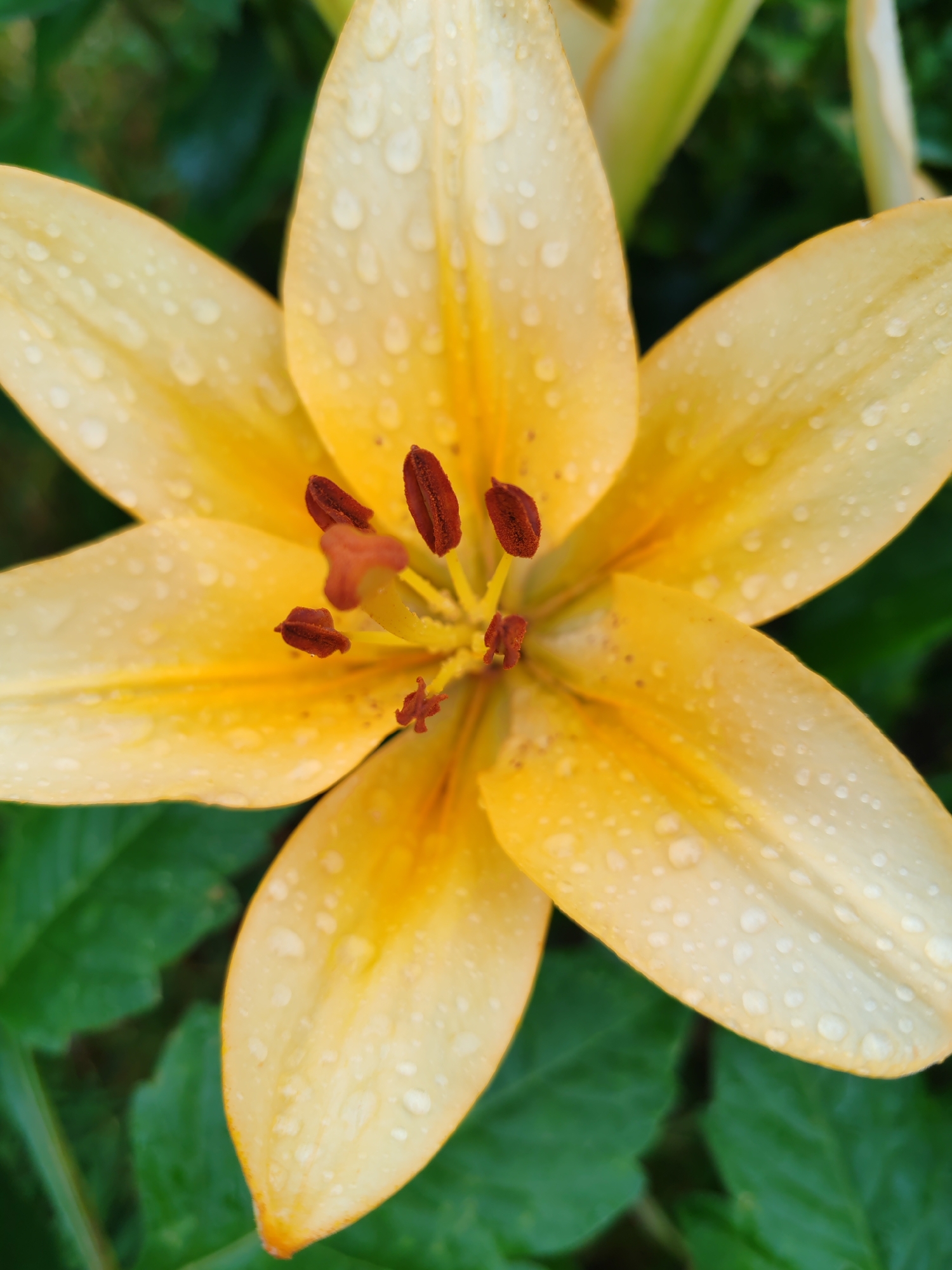 A close-up, overhead shot captures a vibrant yellow lily with six petals, each adorned with numerous water droplets. The petals have subtle orange accents towards the center of the flower. Prominently displayed in the flower's center are six stamens, with dark brown anthers topped with lighter brown pollen. The lily is surrounded by lush green foliage, creating a natural and serene outdoor environment. The image does not contain any identifiable structures or elements that would allow for a specific location within the city of Чухлэм, Russia.