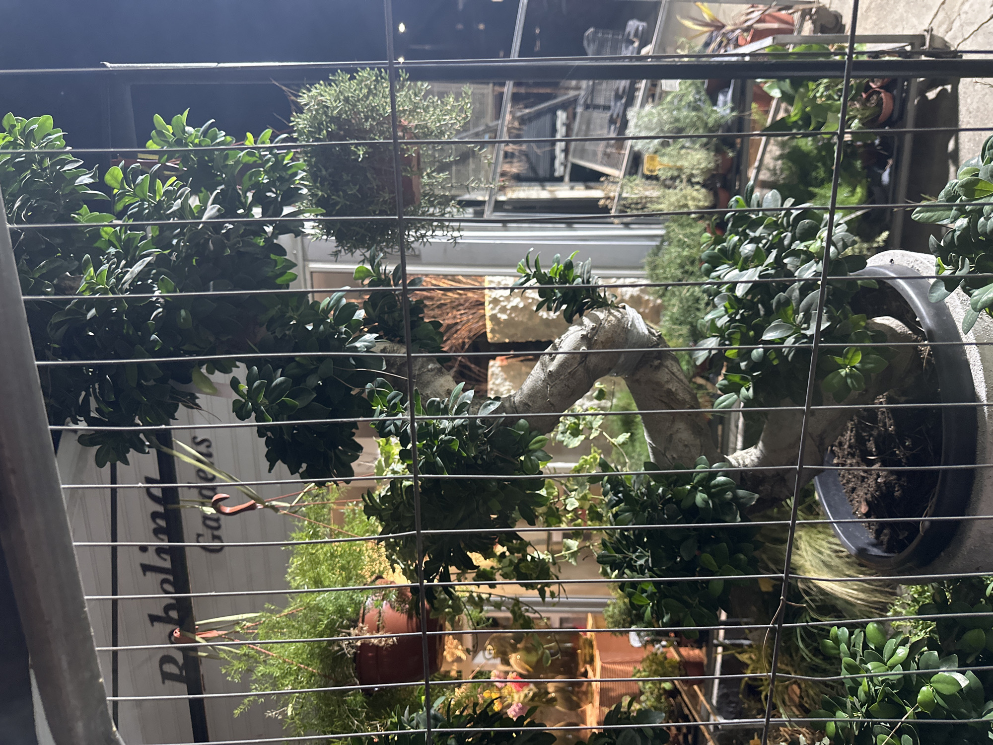An exterior, eye-level, medium shot captures a nighttime view of a garden center, obstructed by a metal fence. The focus is on a prominent bonsai tree with a thick, twisted trunk, potted in a black basin filled with dark soil. Behind the bonsai, other potted plants and garden accessories are visible. To the left, a sign reads "Pobolina Gardens." The lighting appears artificial, creating shadows and highlighting the greenery. The scene is characterized by the dense foliage of various plants, creating a lush and somewhat overgrown atmosphere.