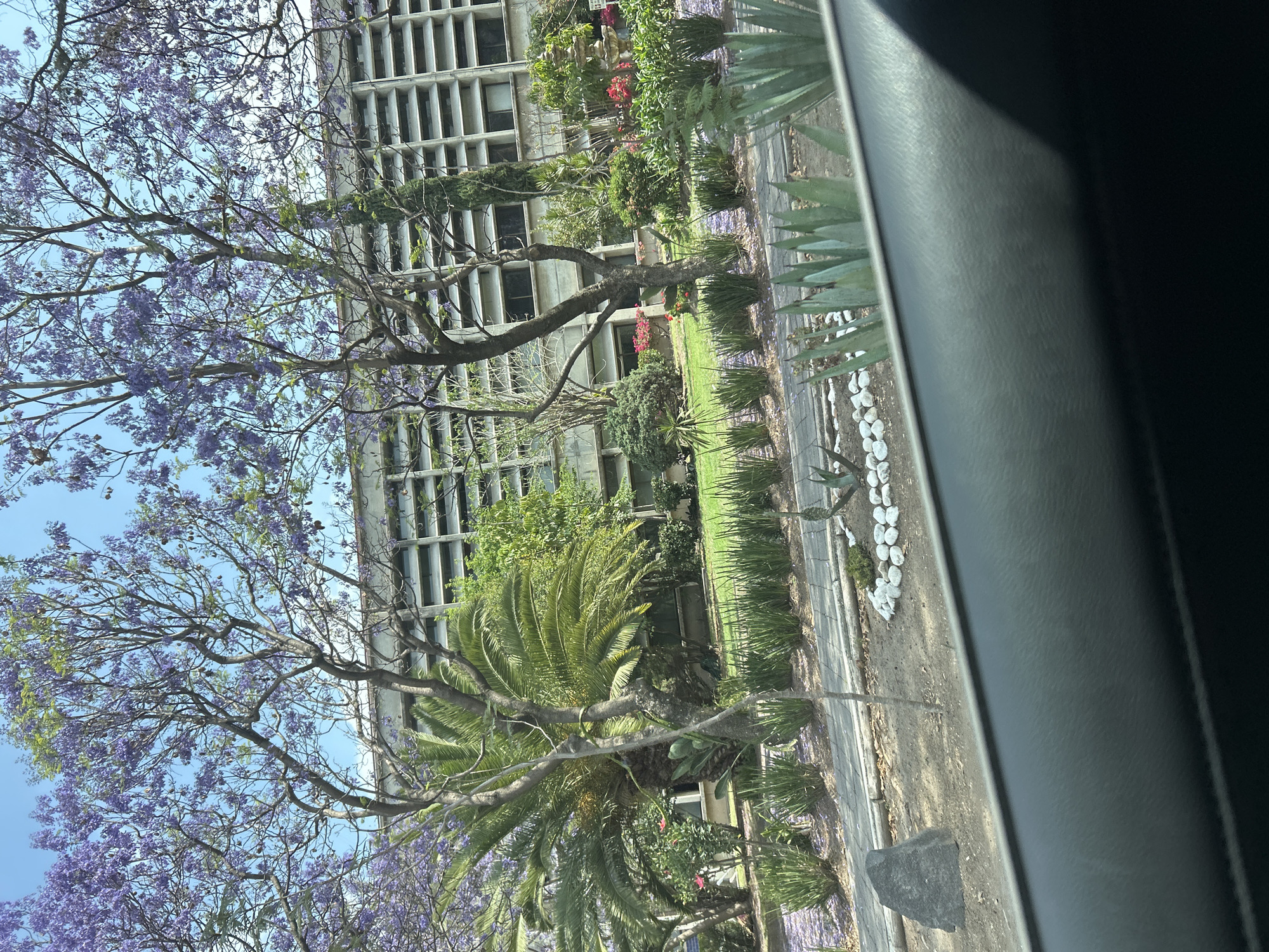 A view from inside a vehicle shows a multi-story building with a grid-like facade, suggesting it is in an urban setting, specifically in the city of Unknown, Unknown. The foreground is dominated by lush vegetation, including trees with purple flowers, possibly Jacarandas, a palm tree, and other plants. A path lined with white stones runs along the side of the road. The vehicle's interior frame partially obscures the right side of the view.