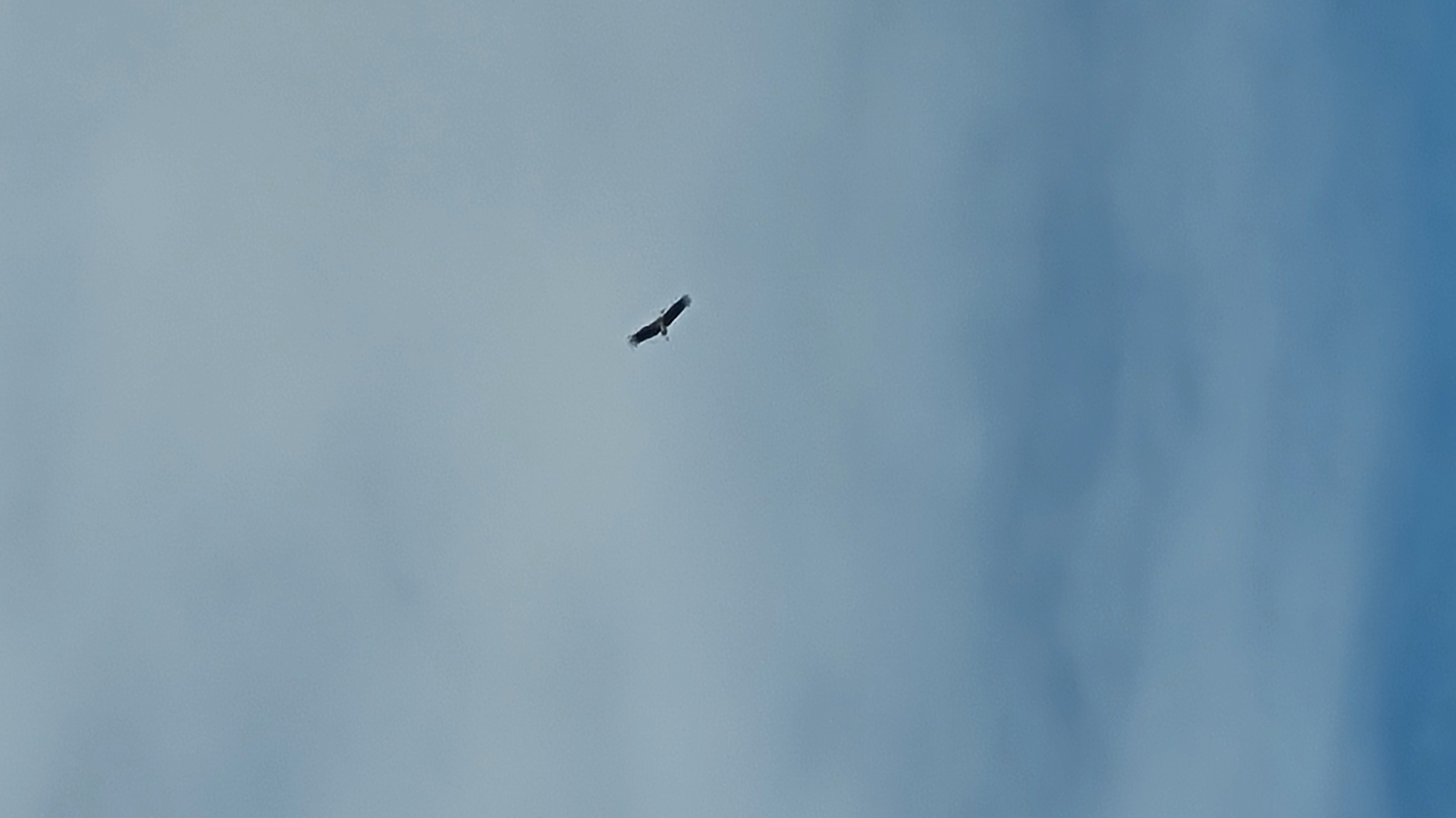 A bird of prey is soaring in a clear blue sky with sparse clouds. The bird is silhouetted against the sky, with its wings spread. The image is taken from a low angle, looking up at the bird. The location is not visible in the image, but it is a natural outdoor environment.
