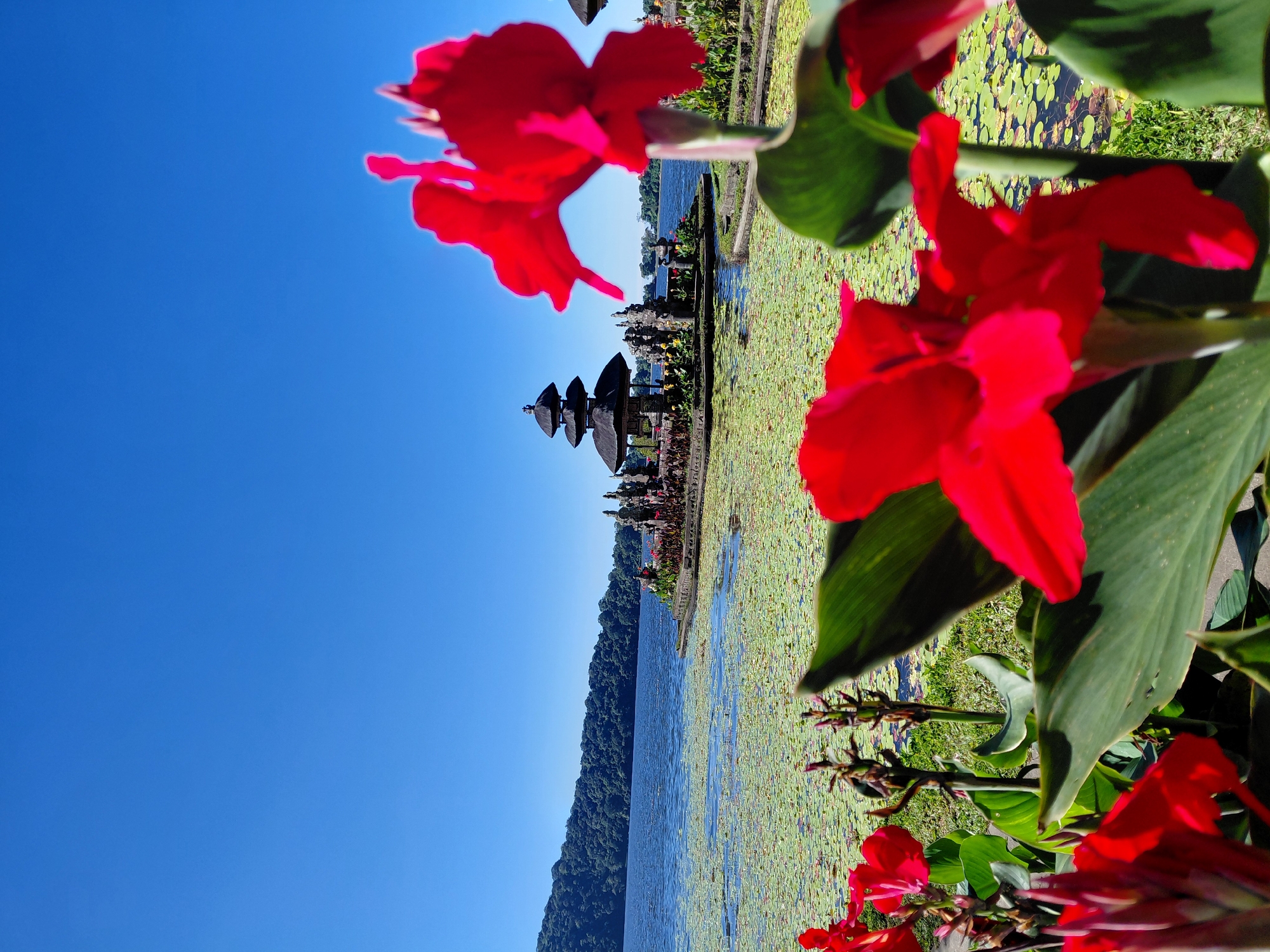 This is a vertical, eye-level, medium shot of the Pura Ulun Danu Bratan temple in Baturiti, Indonesia. The temple is situated on a lake, and is partially obscured by lily pads. In the foreground, out of focus, are red flowers and green leaves. The sky is clear and blue. The temple is a multi-tiered structure with a black roof. There are no people visible in the image. The overall impression is serene and beautiful.