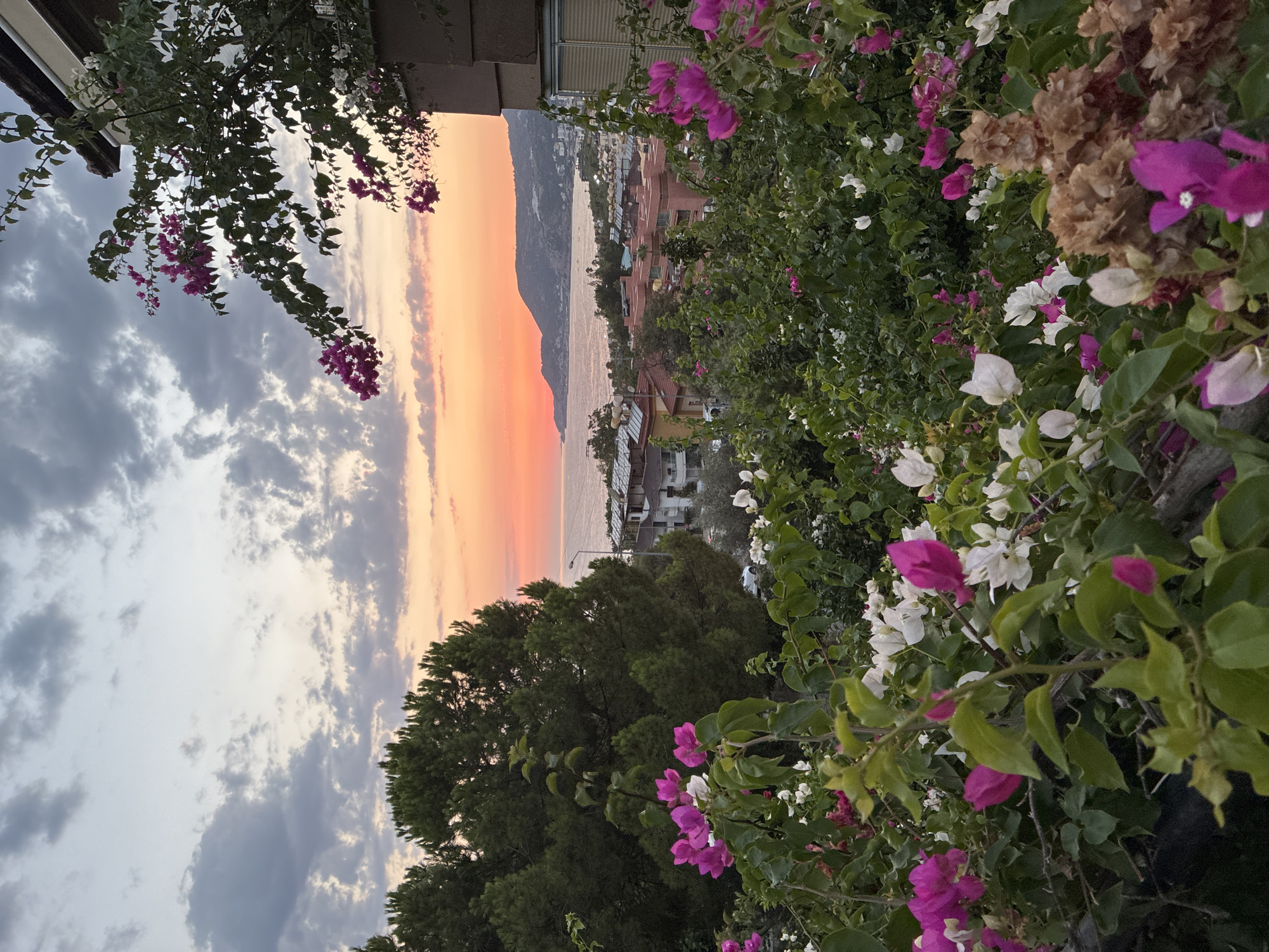 The image depicts a scenic view of Alanya, Turkey, at sunset. In the foreground, vibrant pink and white bougainvillea flowers cascade downwards, framing the scene. Behind the flowers, lush green pine trees stand tall. Further in the distance, a coastal town with red-tiled roofs and modern buildings is visible, bordering a serene body of water. The sky above is a canvas of dramatic clouds painted with the warm hues of the setting sun, casting an orange glow over the horizon. The overall atmosphere is tranquil and picturesque, capturing the beauty of a Mediterranean evening.
