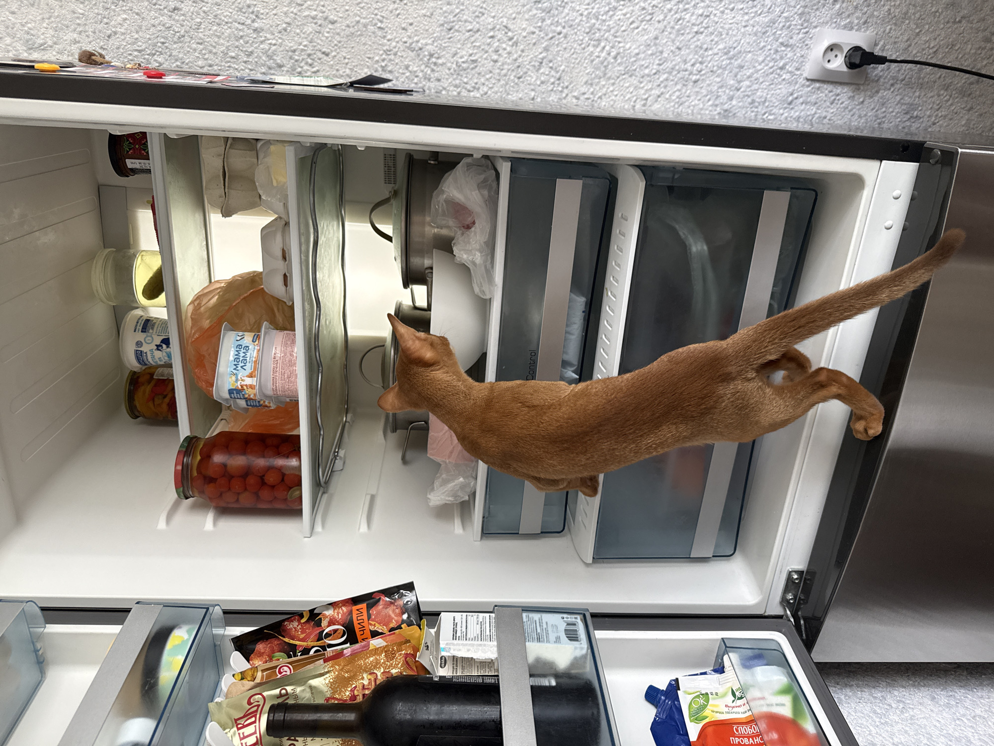 A ginger cat is captured mid-air, leaping inside an open refrigerator. The cat's body is stretched out, with its front paws reaching forward and its hind legs extended backward. Its tail is held high and curved. The refrigerator is well-stocked with various food items. On the top shelf, there are jars of what appear to be pickles and cherry tomatoes, as well as bags of produce and containers of dairy. The middle shelves hold more containers and what look like plastic drawers. The bottom drawer is filled with packaged meats, snacks, a bottle of red wine, and a carton of juice. The refrigerator is positioned in a domestic setting, with a wall visible behind it that has a power outlet with a plug in it. The lighting suggests it could be daytime. The overall scene captures a playful or curious moment of the cat exploring the refrigerator. Visible text includes "OK", and "CHILI" which is Cyrillic.