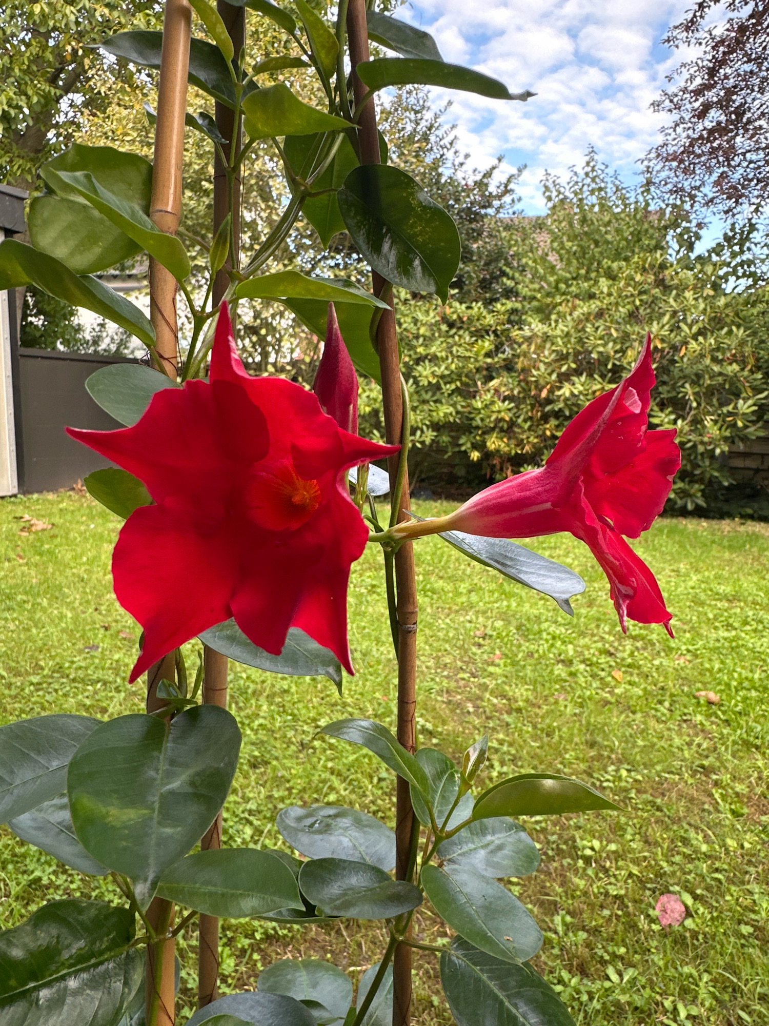 This is a close-up, eye-level, vertical outdoor photograph taken in Krefeld, Germany. The image features a vibrant red Mandevilla flower in the foreground, supported by bamboo stakes. The flower is in full bloom, with a distinct trumpet shape and pointed petals. To the left of the main flower, another red flower bud is visible. The plant has lush, dark green, glossy leaves. The background consists of a green lawn, partially shaded trees, and a cloudy blue sky. A portion of a grey outdoor structure, possibly a shed or fence, is visible on the far left. The scene appears to be a private garden.