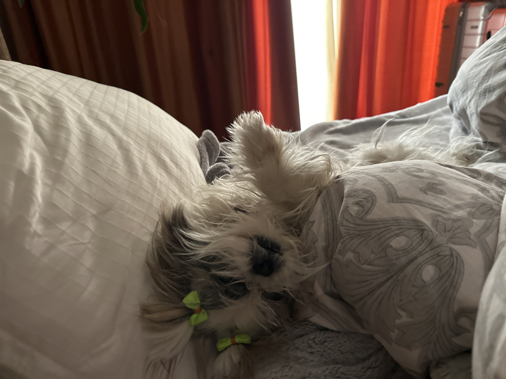 A small, fluffy dog is lying on a bed in a room. The dog is mostly covered by a gray patterned blanket, with its head resting on a white pillow. The dog has small, green bows in its hair. One of its paws is raised in the air. The room has a curtain, which is partially orange, in the background. A gray suitcase is also visible in the background. The location is likely Tbilisi, Georgia, based on the assumption the image was taken there.