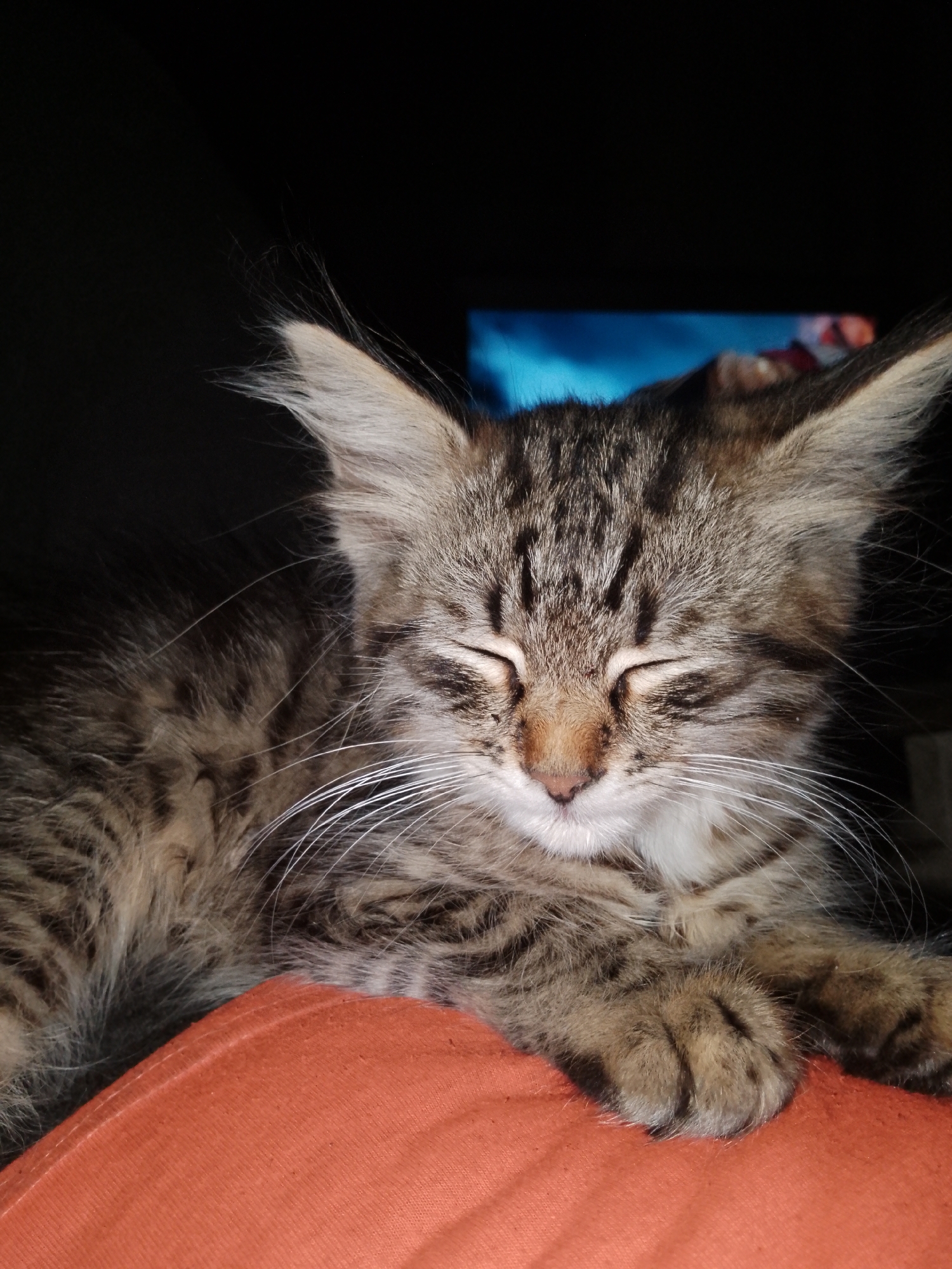 A close-up, eye-level shot shows a tabby kitten asleep on an orange surface. The kitten's eyes are closed, and its ears are perked up. Its fur is a mixture of brown, black, and gray, with white whiskers. The background is dark, with a blurred image of what appears to be a television screen in the distance. The kitten is positioned on its side, with its paws tucked underneath its body. The orange surface appears to be made of fabric. The lighting is dim, casting a shadow on the kitten's left side.