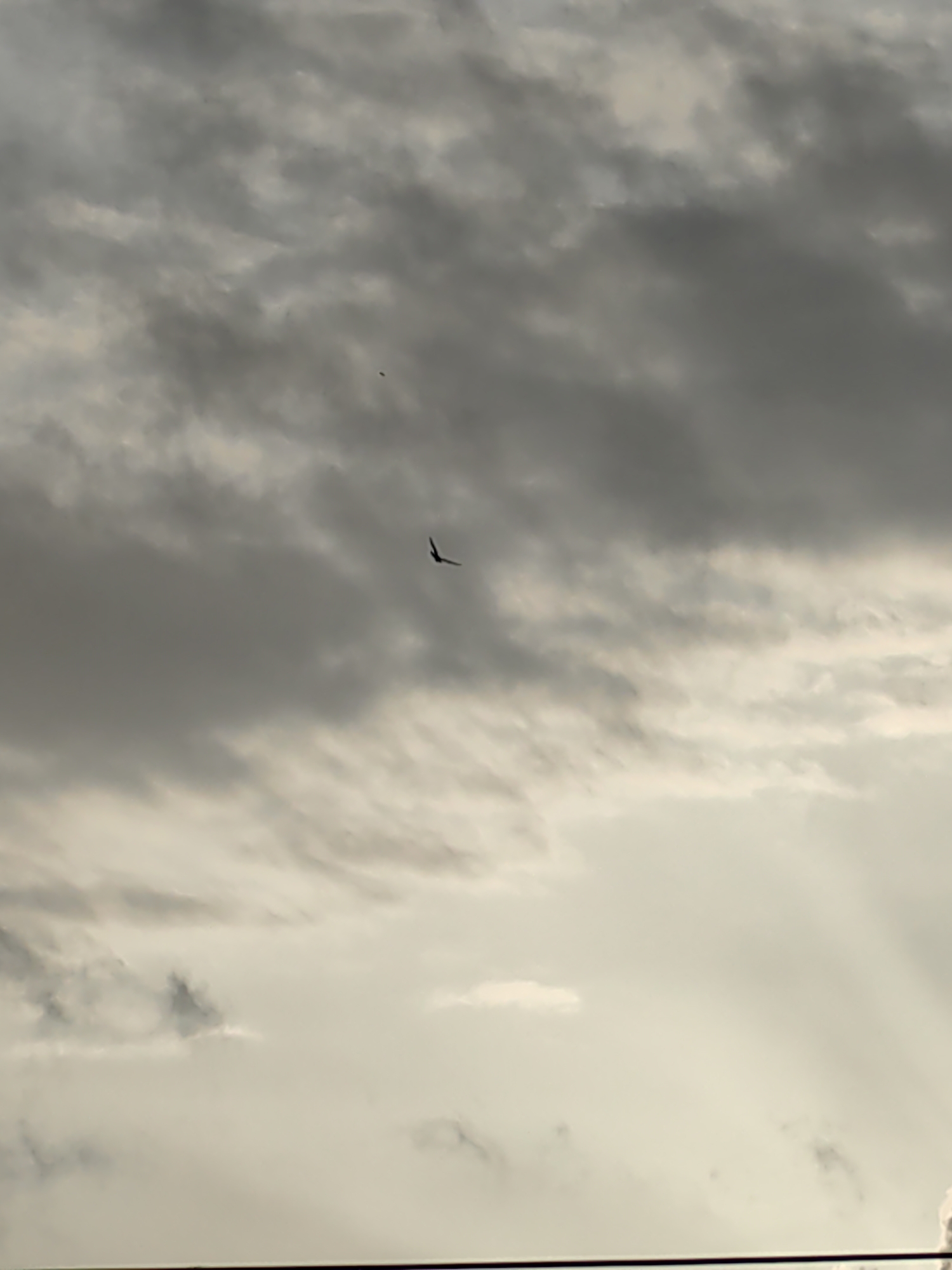 The image captures a cloudy sky with a bird in flight. The clouds are a mixture of dark gray and lighter white, suggesting a dynamic weather condition. The bird, silhouetted against the sky, appears to be a raptor, possibly a kite, given its wing shape and flight pattern. The scene is devoid of any urban elements, such as buildings or human activity, and does not provide any contextual clues to pinpoint its location within Mumbai, India.