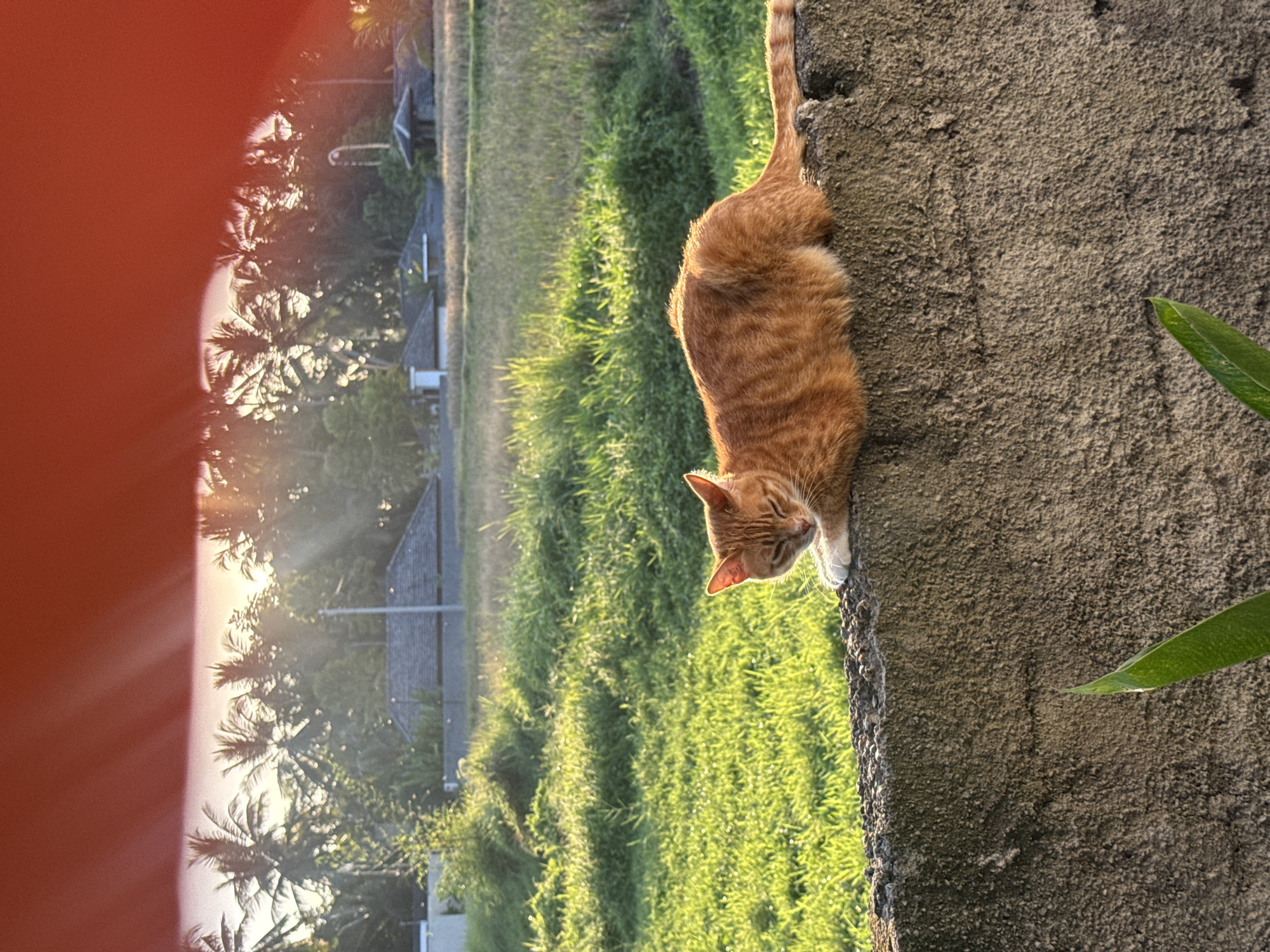 An orange tabby cat rests on a stone wall in Tampaksiring, Indonesia, with a lush green field and palm trees in the background. The sun shines through the palm fronds, casting long shadows. The cat is lying down, with its eyes closed, enjoying the warmth of the sun. The stone wall is rough and textured, and the cat's fur is soft and fluffy. In the background, there are several houses with traditional Balinese roofs, and a rice paddy field. The sky is a hazy orange, indicating either sunrise or sunset.
