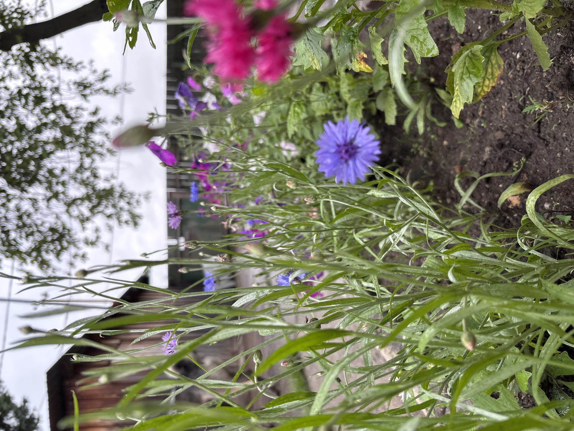 In the city of Gonja, Russia, a low-angle, medium shot captures a garden bed filled with various flowers and foliage. In the foreground, tall, slender green stalks and leaves dominate the left side of the frame, obscuring much of the background. Amongst these, a single vibrant purple cornflower stands out. To the right and further back, a patch of bright magenta flowers is visible, out of focus. Interspersed throughout the garden are other flowers in shades of purple and blue, some in bloom and others as buds. The soil beneath the plants appears dark and damp. In the background, a rustic wooden structure, possibly a shed or fence, is partially visible, along with the blurred outline of a tree and its branches against a cloudy sky. The overall impression is of a natural, somewhat overgrown garden setting.