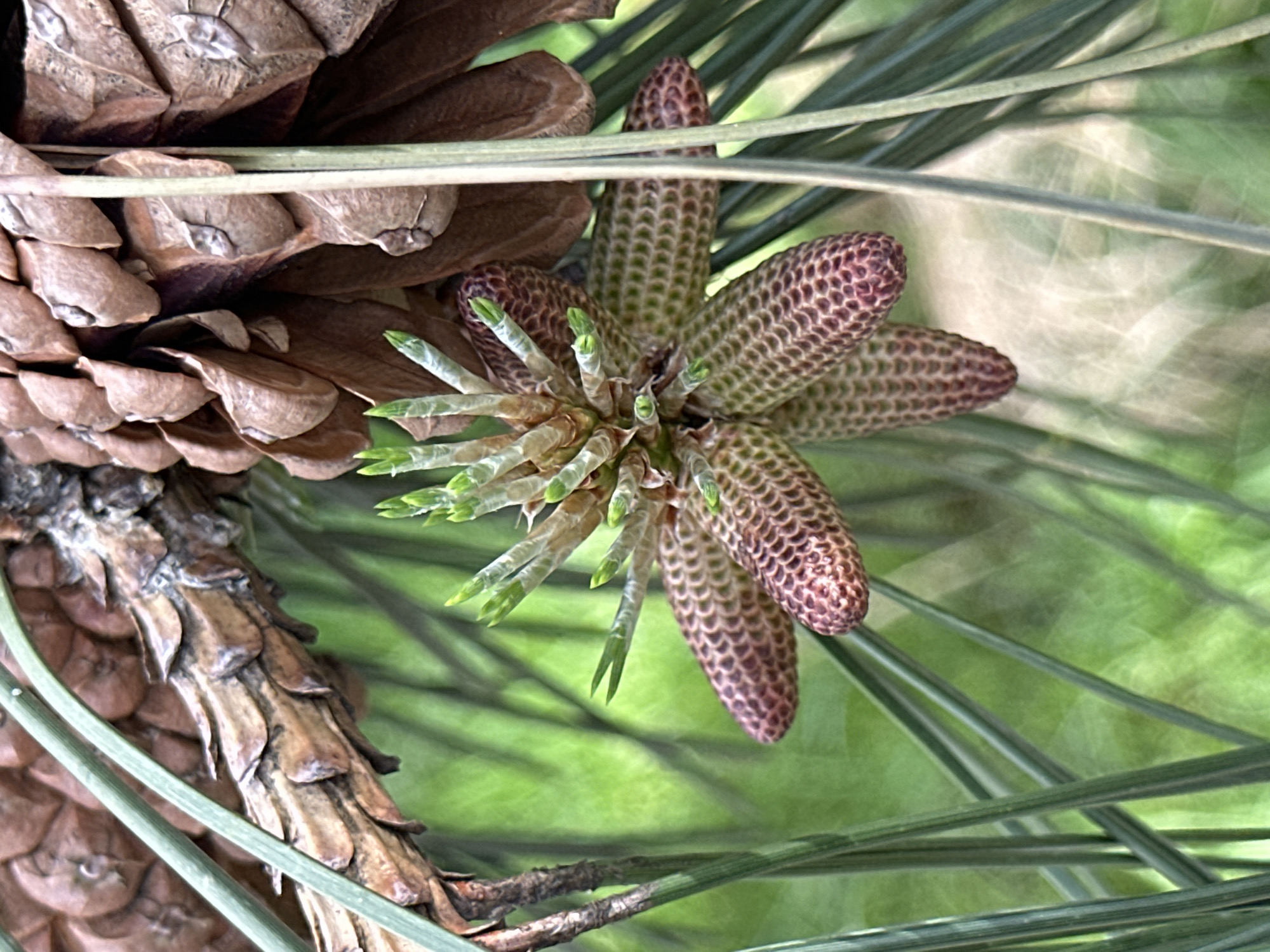 A close-up shot features pine cones and needles, with a prominent, star-shaped cluster of developing female pine cones at the center. A mature, partially open pine cone is visible to the left. The needles are long and green, creating a soft background. The female cones exhibit a reddish-brown color with a patterned surface. At the core of the cluster, newly emerging needles are visible. The background is a soft green blur, suggesting foliage. No people or explicit actions are discernible in the image. The location in Krasnaya Polyana, Russia is not verifiable from the image alone.
