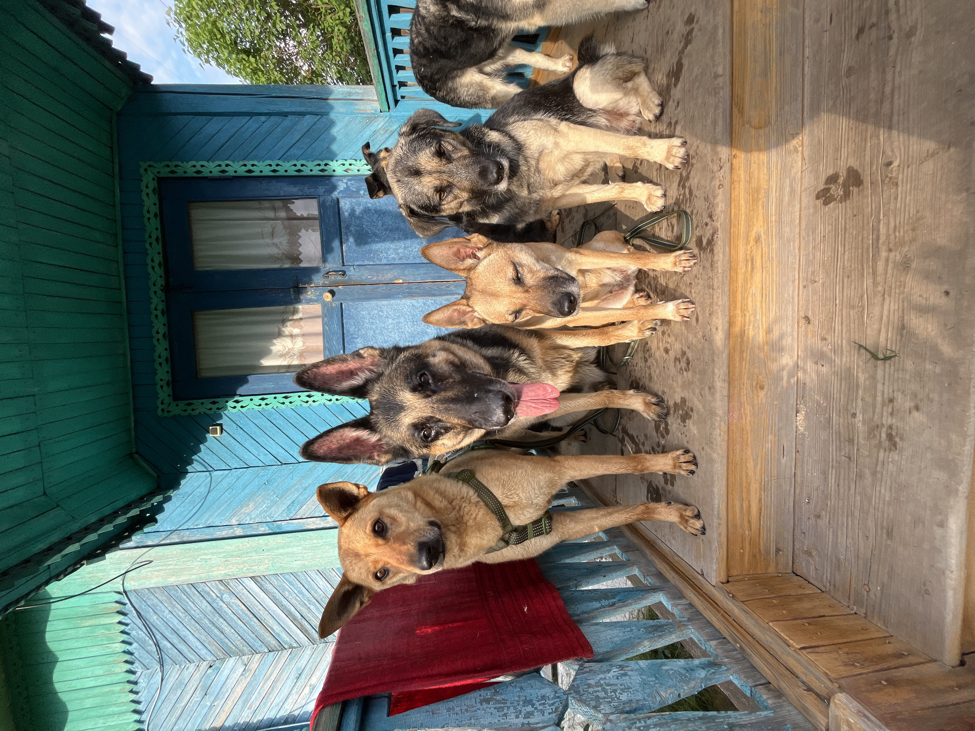 Five dogs are gathered on the wooden porch of a rustic blue house, possibly in Nizhny Tagil, Russia, given the architectural style which is common in rural Russian areas. The house features weathered blue clapboard siding and trim, with ornate green decorative elements around the doorway. A red cloth is draped over the porch railing to the left.
From left to right:
1. A medium-sized tan dog with erect ears, wearing a green harness, stands attentively.
2. A large German Shepherd with its tongue out, panting, stands next to the tan dog.
3. A small tan dog with floppy ears sits facing slightly away from the camera.
4. A medium-large tan and grey dog sits centrally, looking directly at the camera with a solemn expression.
5. Partially visible on the far right is another dog, primarily its hindquarters and tail, with tan and dark fur. A smaller, darker dog is visible behind the seated tan and grey dog, looking towards the viewer.
The porch floorboards are weathered and slightly damp, with visible paw prints. The background shows a hint of greenery and a blue sky with scattered clouds. The overall impression is a candid snapshot of a group of dogs on a warm day, possibly in a rural or semi-rural setting.