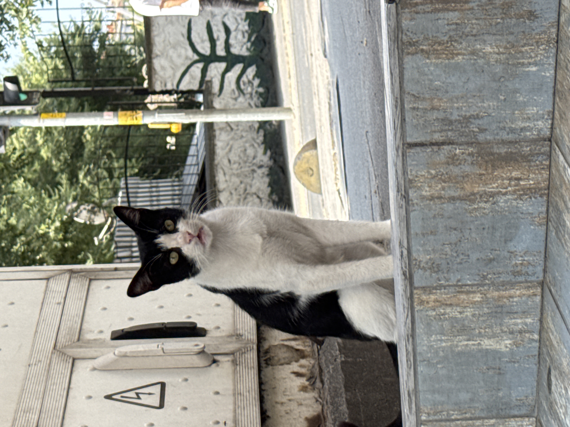 A black and white cat with green eyes is sitting on a raised surface in what appears to be an urban environment. The cat is facing the camera, with its head slightly tilted. Behind the cat, to the left, is a metallic panel with a warning symbol of a lightning bolt inside a triangle. Further in the background, a traffic light shows a green signal, and trees and a fence are visible. To the right, a person in a white t-shirt and dark pants is walking away from the camera. The foreground is dominated by a textured, weathered surface that appears to be concrete or stone. The scene is likely in the city of Gungoren, Turkey, given the context of the provided information.