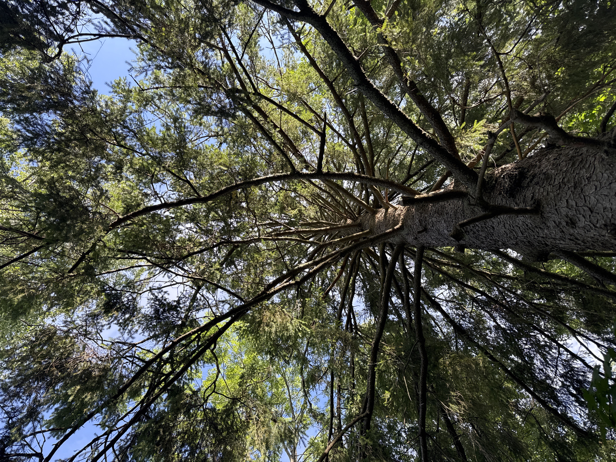 This is a low-angle, wide shot of the upper trunk and canopy of a tall coniferous tree, likely a spruce, viewed from beneath. The trunk, textured with dark, rugged bark, dominates the lower portion of the frame and tapers upwards. From the trunk, numerous branches spread outwards and upwards, creating a dense network that fills the majority of the image. The branches are covered in dark green needles, which are illuminated by sunlight filtering through the canopy, creating a dappled effect. In the gaps between the branches and needles, patches of bright blue sky are visible. The overall impression is one of looking directly up into the dense foliage of a large evergreen tree against a clear sky.
The location is identified as Åkersberga, Sweden, suggesting this is an outdoor scene in a natural or park-like setting within that municipality. No people, animals, or specific man-made objects are discernible in the image. The environment is characterized by the dominant presence of the tree and the sky.
