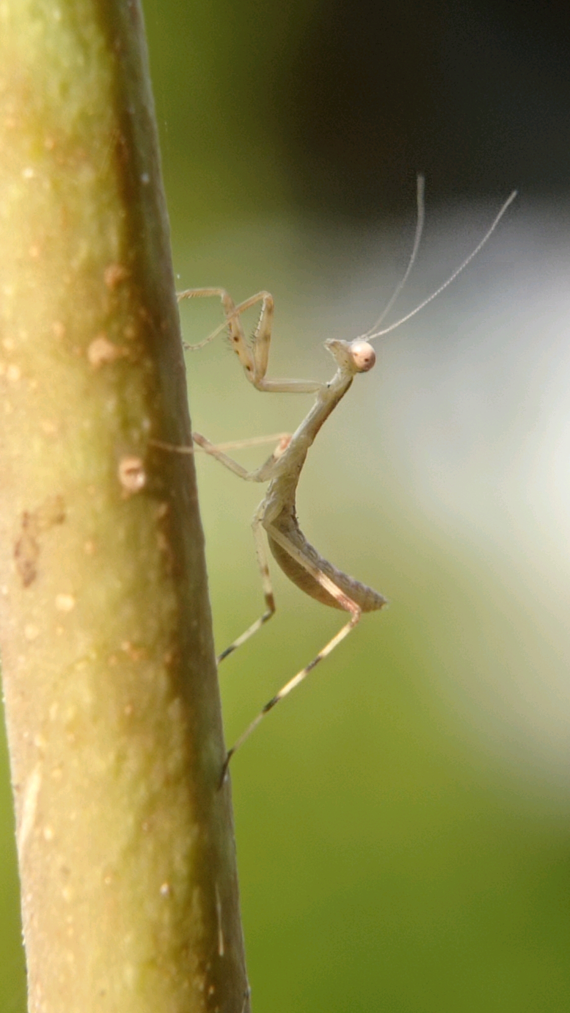 A juvenile praying mantis is perched on a thick, light brown branch. The mantis is light green and its body is elongated. Its head is small with large, prominent eyes. Its forelegs are raised in a characteristic predatory stance. The background is a soft, out-of-focus green, suggesting a natural outdoor environment. The image is a close-up shot, emphasizing the details of the insect and its immediate surroundings.
