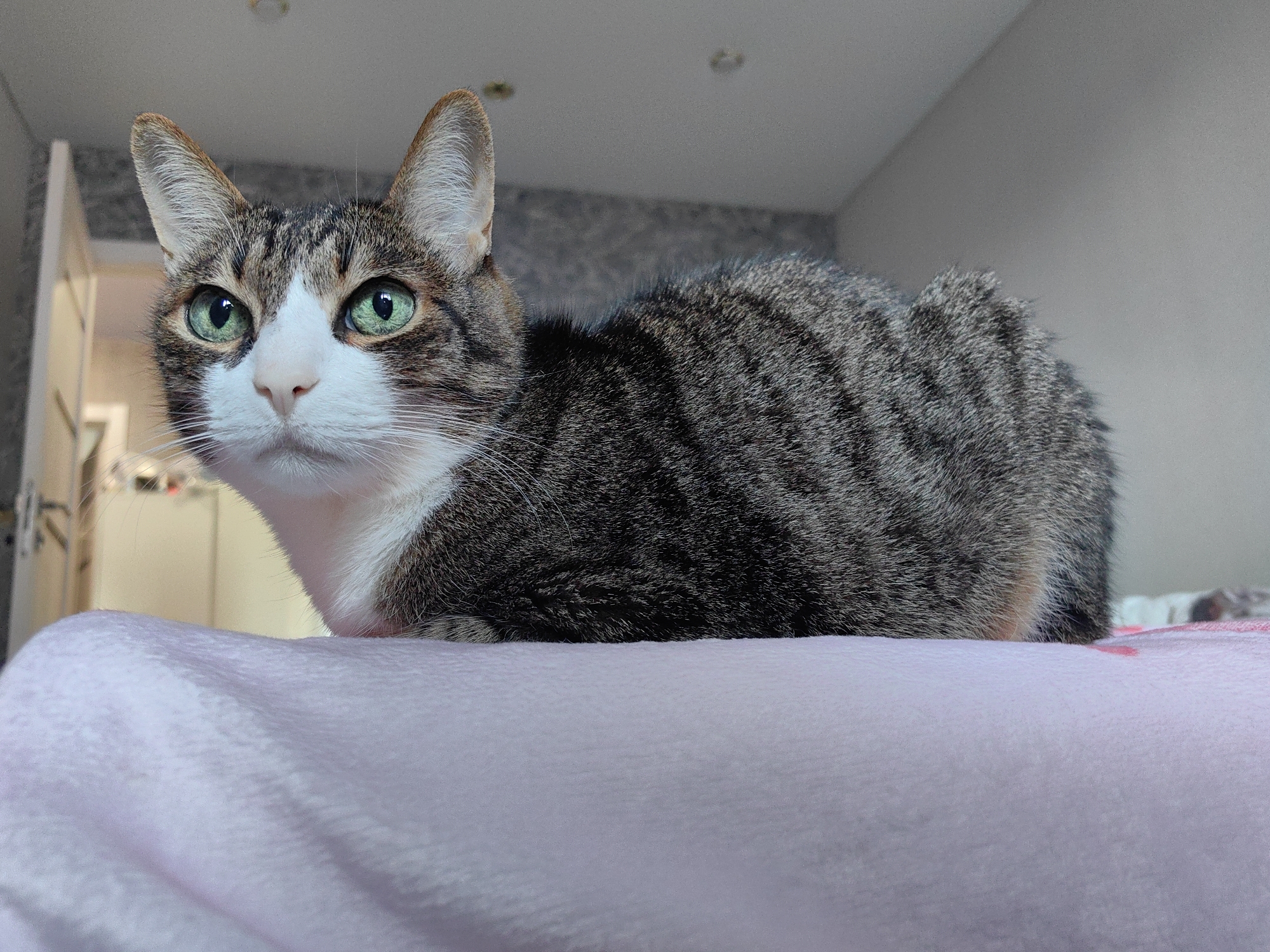 A tabby and white cat with bright green eyes is lying on a pink blanket. The cat is in the foreground, looking towards the left of the frame. Its fur has a pattern of dark gray and black stripes on a lighter gray and white base. The background is blurred and shows a wall with a subtle textured pattern and what appears to be a doorway or closet. There is no discernible location in the city of Tver, Russia, or any people present.