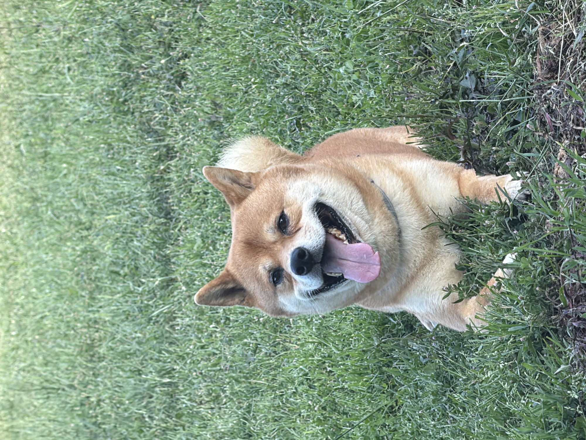 A Shiba Inu dog lies on a grassy area. The dog is facing forward and appears to be panting with its tongue hanging out. The dog has light brown fur with white markings on its chest and muzzle. The background is out of focus and consists of green grass. The image was taken outdoors, likely in a park or yard. The specific location in Priseltsi, Bulgaria, cannot be determined from the image alone.