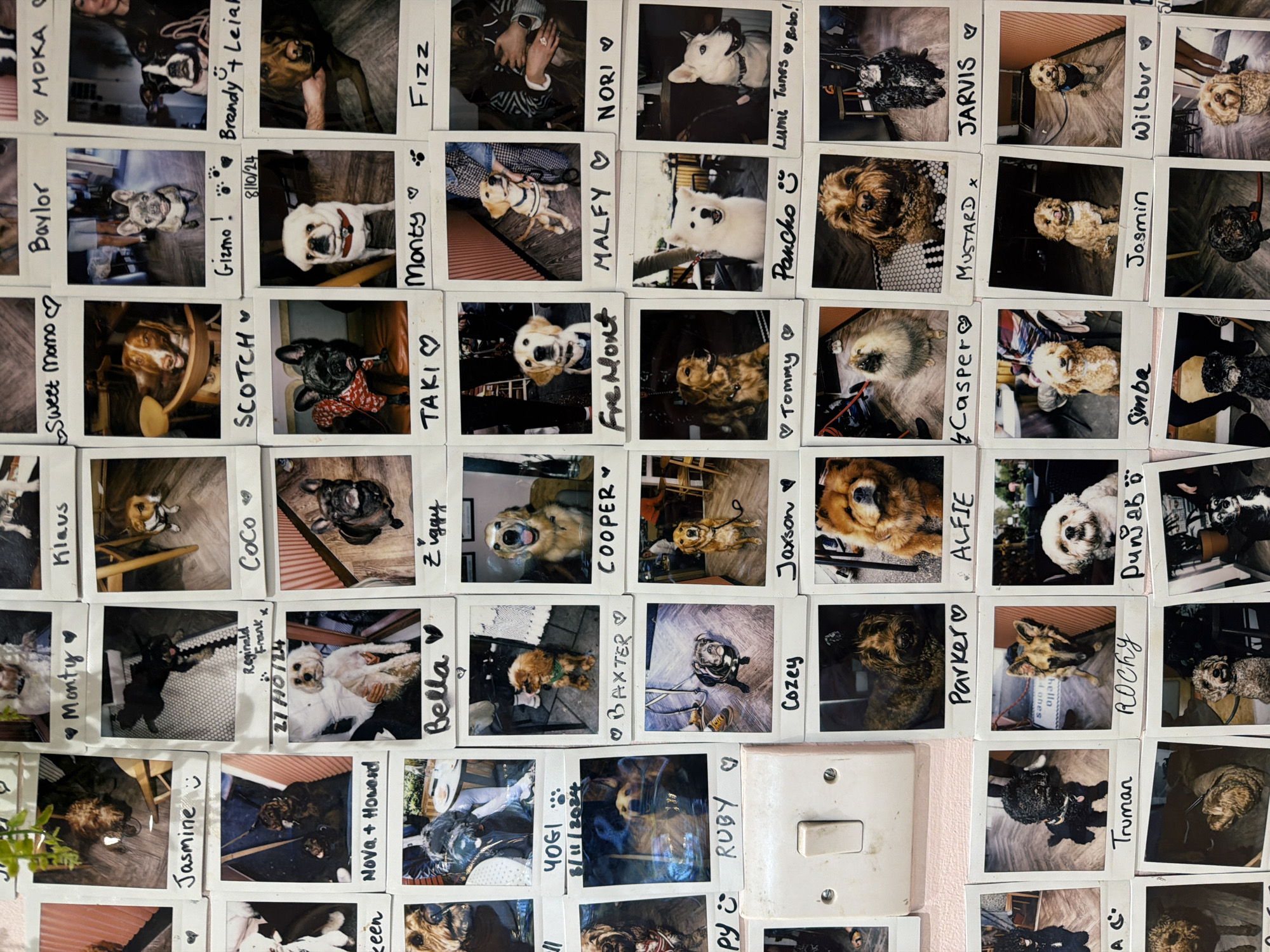 The image shows a collection of Polaroid photographs pinned to a light pink wall, likely inside a residential or commercial space. The photos are of various dogs, each labeled with a name such as "MOKA," "Gizmo!," "Scotch," "Fizz," and "Baxter". In some instances, the names are accompanied by a heart symbol or the name of the dog's owner. Some photos include dates like "8/10/24" and "8/11/2024." The photos vary in composition, capturing the dogs in different poses and settings, some indoors and some outdoors.
A light switch with two screws is on the wall, partially covered by the photos. A small plant is visible near the lower left corner of the wall. The location is unknown. There is no evidence in the image to place the location in the city of London, United Kingdom.